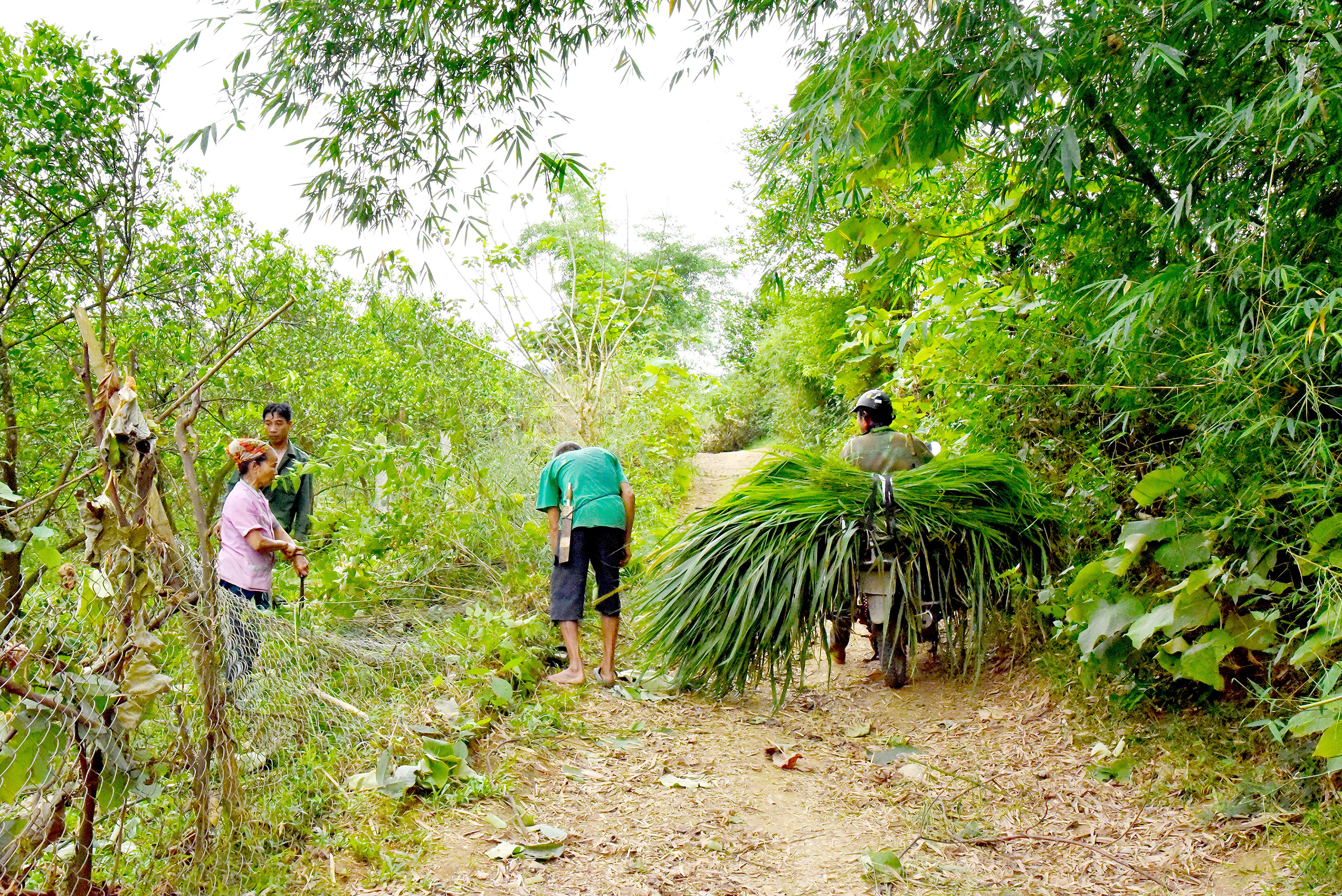bna_Người dân bản Nưa xã Yên Khê tháo dỡ bờ rào, chặt cây cam và hiến đất để chuẩn bị thi công tuyến đường Tung Cồng .JPG