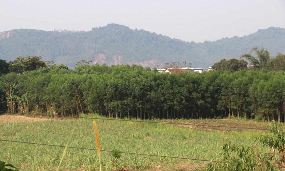 bna_Người dân Thái Hòa trồng keo lai và tràm ngay bãi bồi sông Hiếu phát triển nhanh nhưng chưa hiệu quả kinh tế vì trồng quá dày và thu hoạch sớm.jpg
