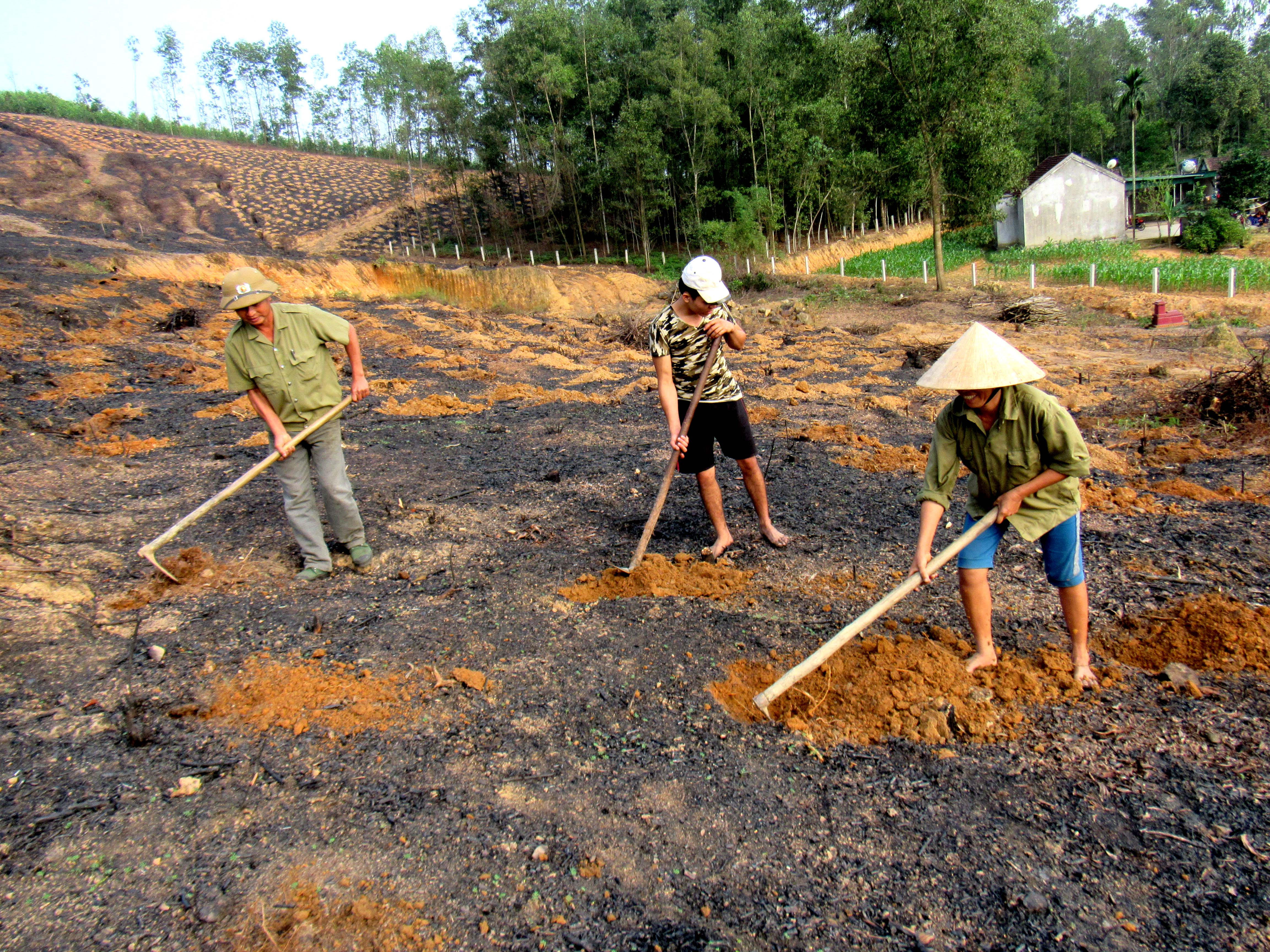 Người dân Nghệ An làm đất trồng rừng  ảnh Quang An.jpg