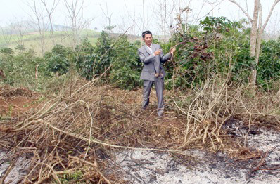 BNA_Người dân chặt bỏ cây Cà phê tại xã Nghĩa Phú (Nghĩa Đàn). Ảnh Tư liệu.jpg