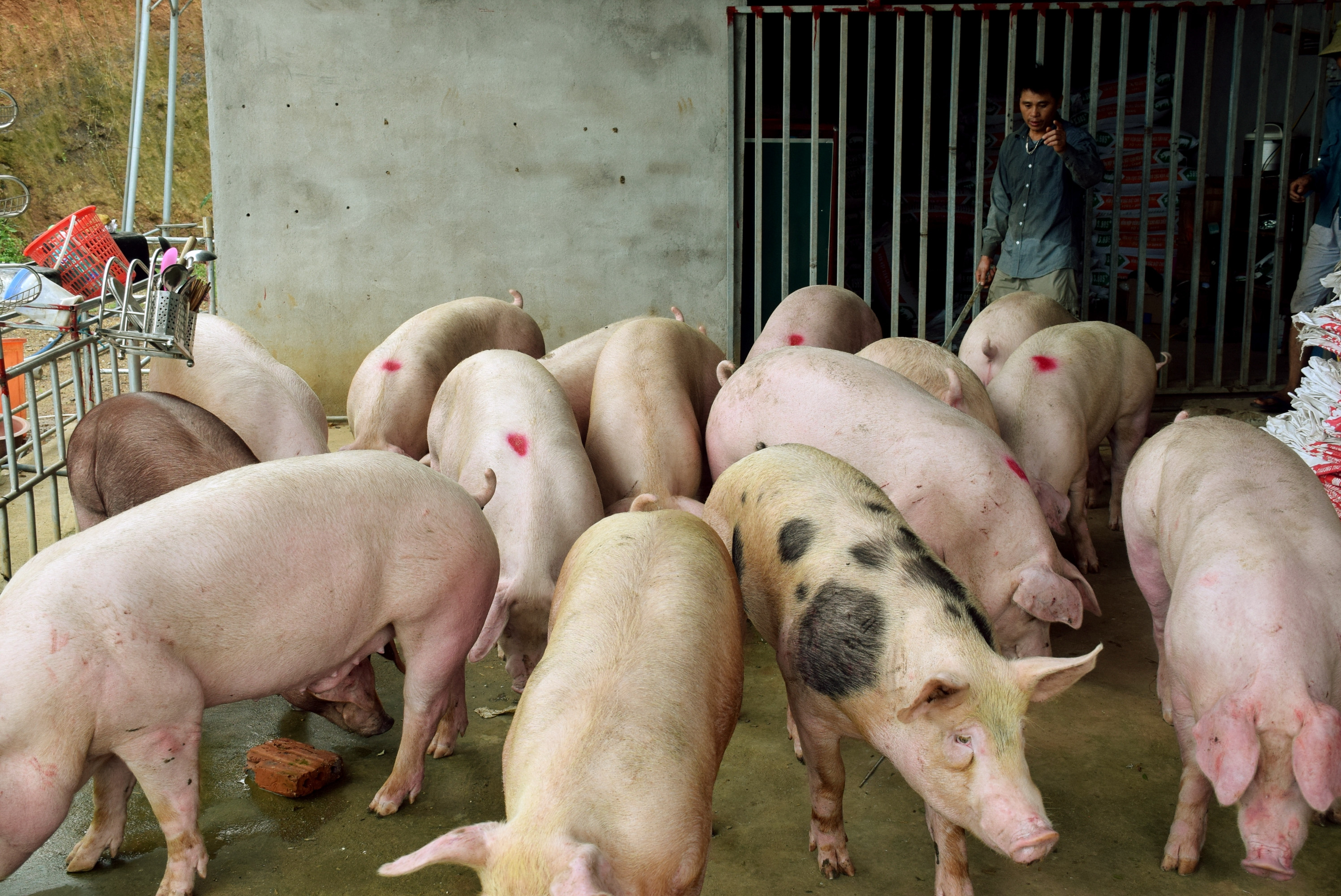 Nghệ An hiện có hơn 981 nghìn con lợn. Ảnh Xuân Hoàng.jpg