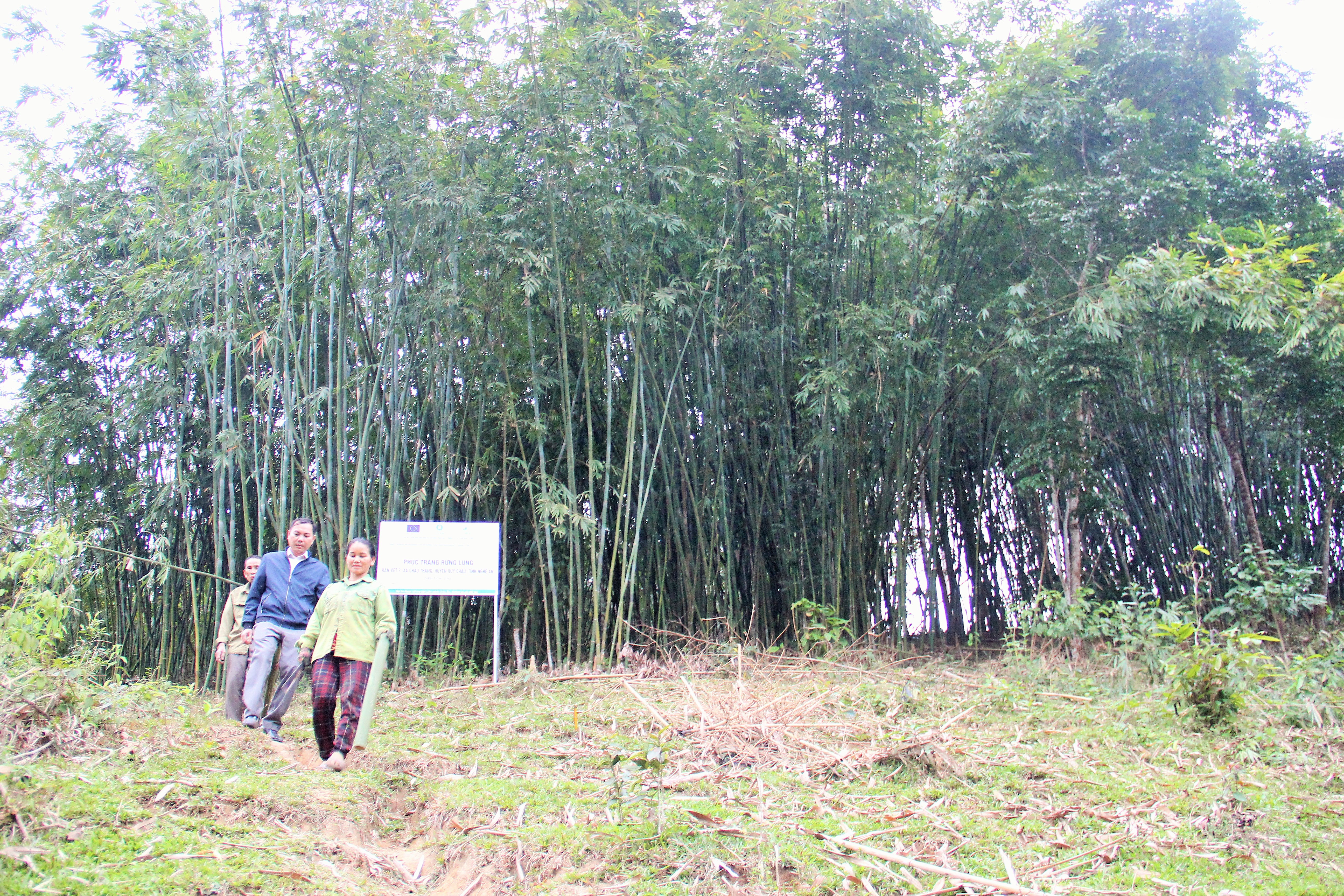 bna_  Người dân Quỳ Châu thực hiện dự án phục tráng  rừng Lùng. Ảnh HV.JPG