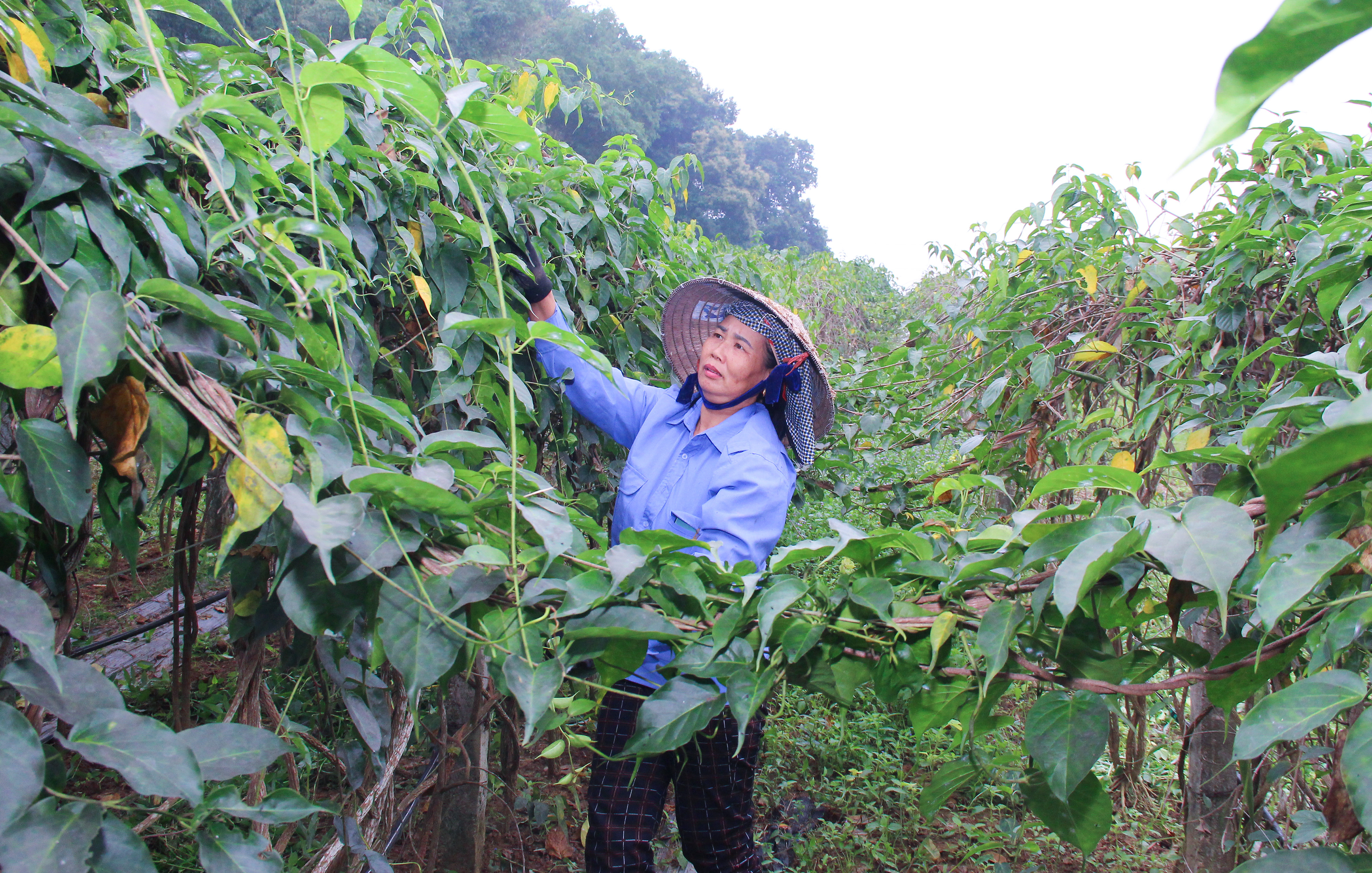 bna_ MH, dược liệu dây thìa canh lá to được trồng tại huyện Con Cuông. Ảnh Mai Hoa.jpg