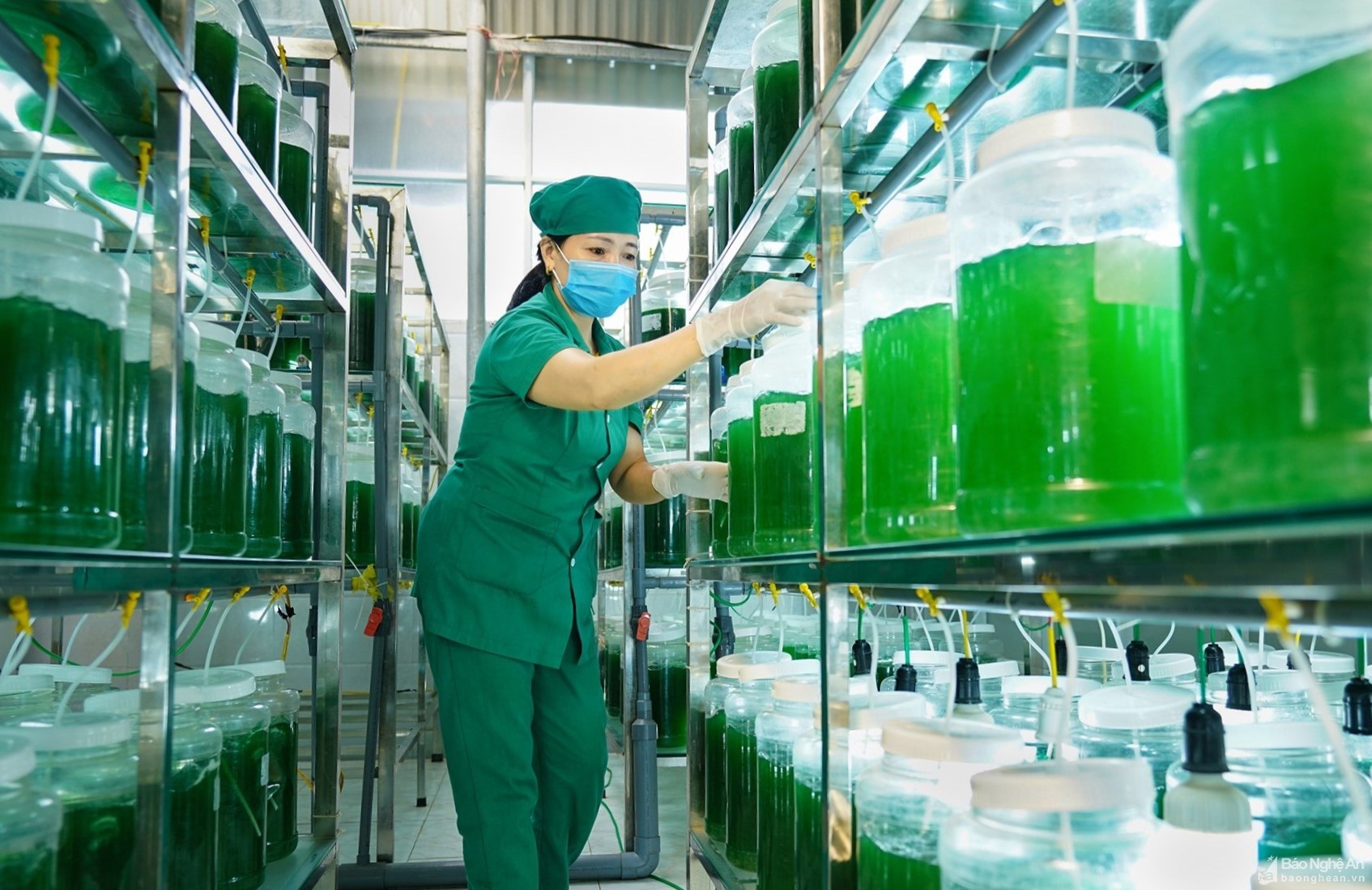 Sản xuất tảo xoắn ở Công ty của Công ty Công ty cổ phần Khoa học Công nghệ Tảo VN  ở Quỳnh Lưu, ảnh Trần Duy Ngoãn.jpeg