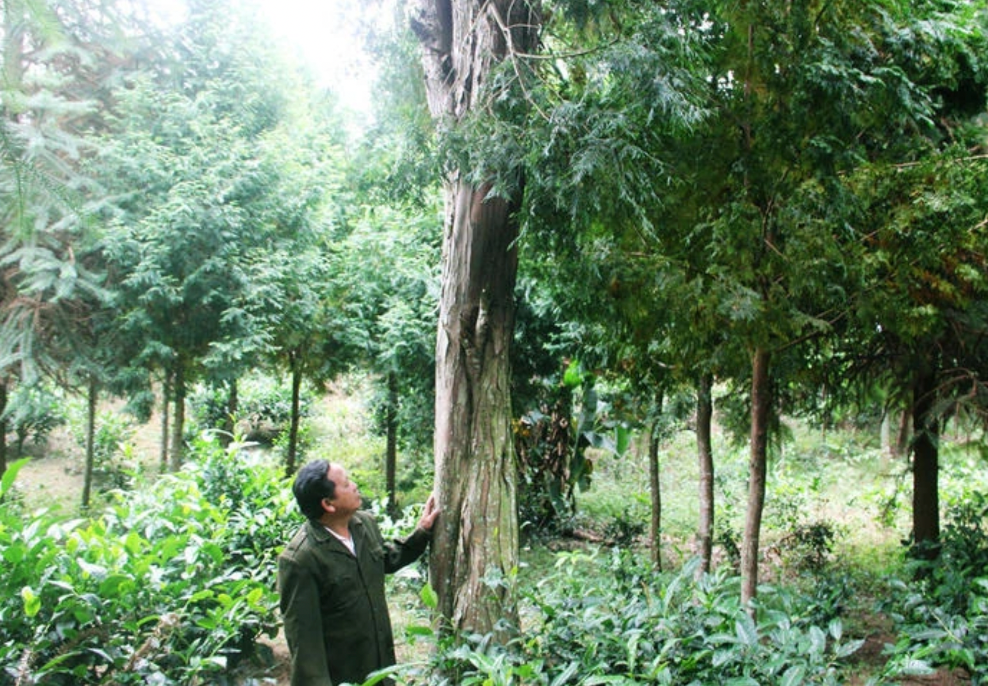 bna_Ông Vừ Vả Chống bên rừng cây pơmu do chính tay mình vun trồng hơn 20 năm.png