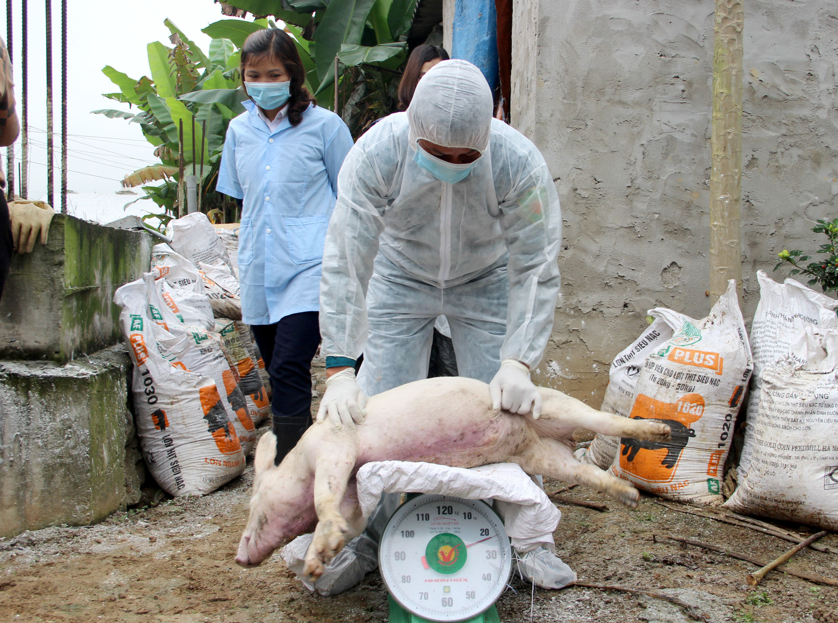 bna_tiêu hủy lợn nhiễm dịch tả lợn châu phi tại Diễn Châu_ảnh Quang An.jpg