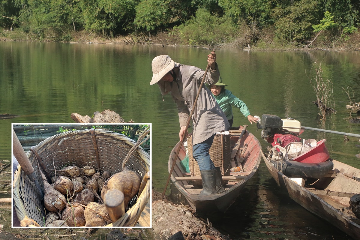 Trưởng bản Kha Thị Hoa (đứng) đi đào củ đậu ở nương rẫy bên kia sông trở về.