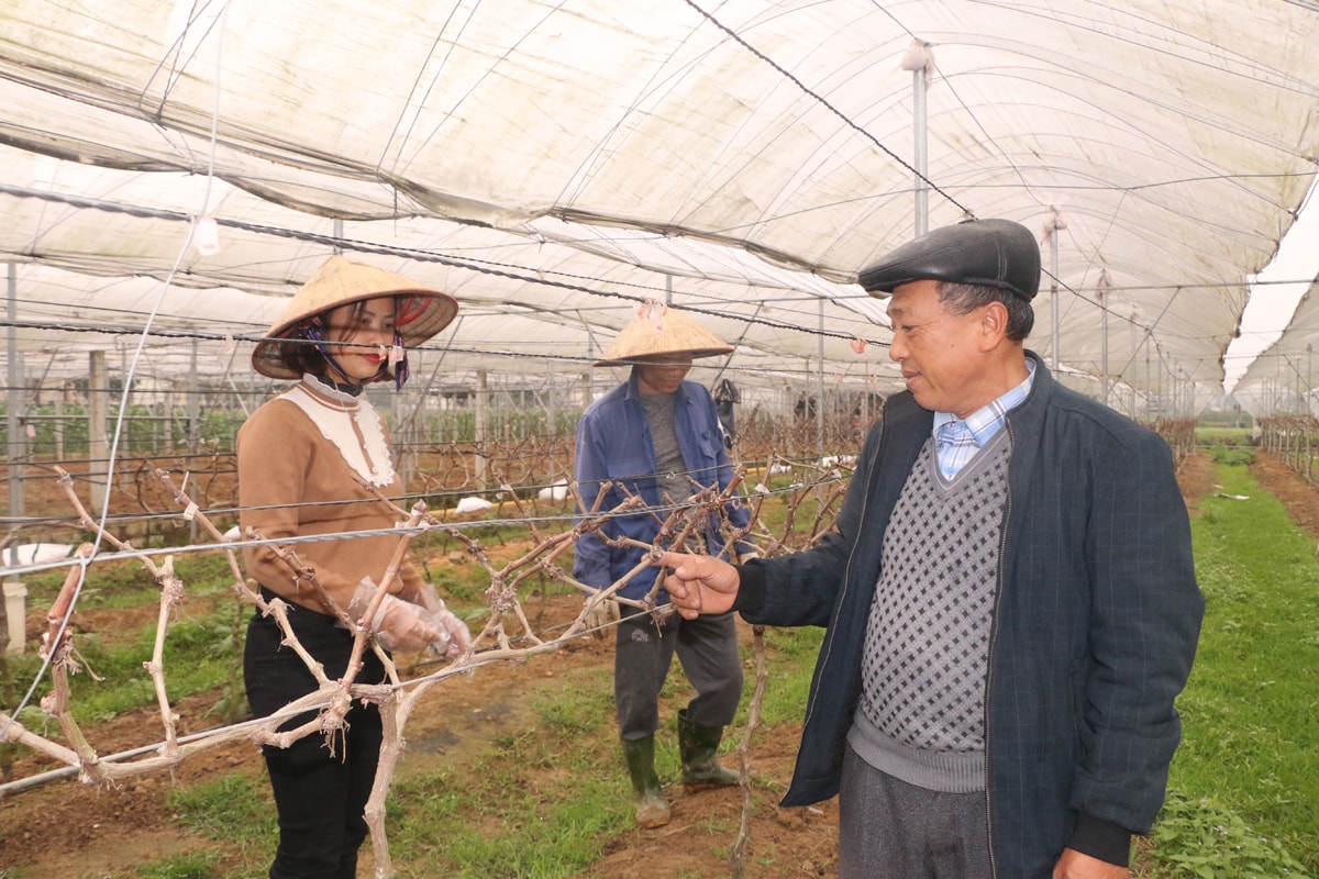 Ông Nguyễn Ngọc Thư - Xóm trưởng xóm 9, xã Nghi Trung (Nghi Lộc) trao đổi với người dân về mô hình trồng nho không hạt theo công nghệ cao. Ảnh: K.L