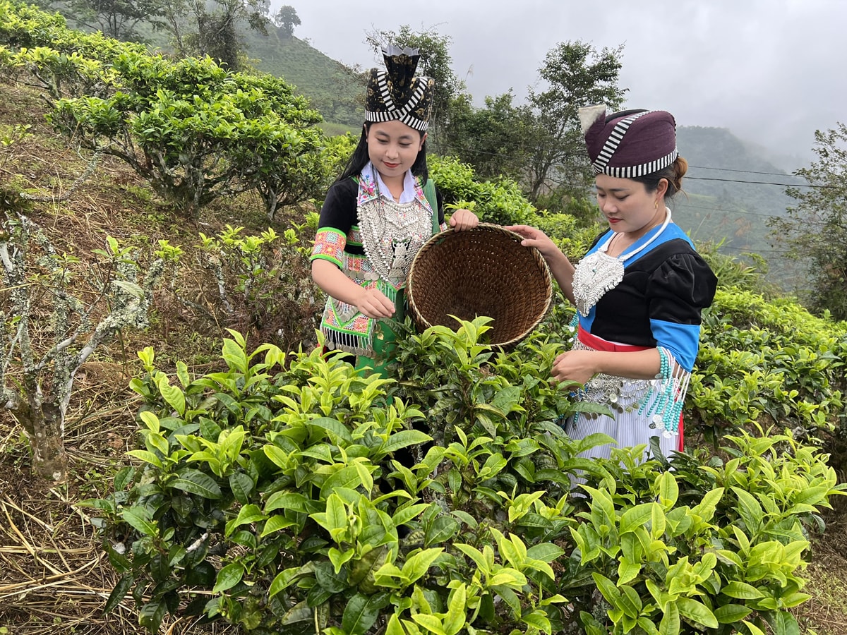 Phụ nữ xã Huồi Tụ (Kỳ Sơn) thu hoạch chè. Ảnh: K.L
