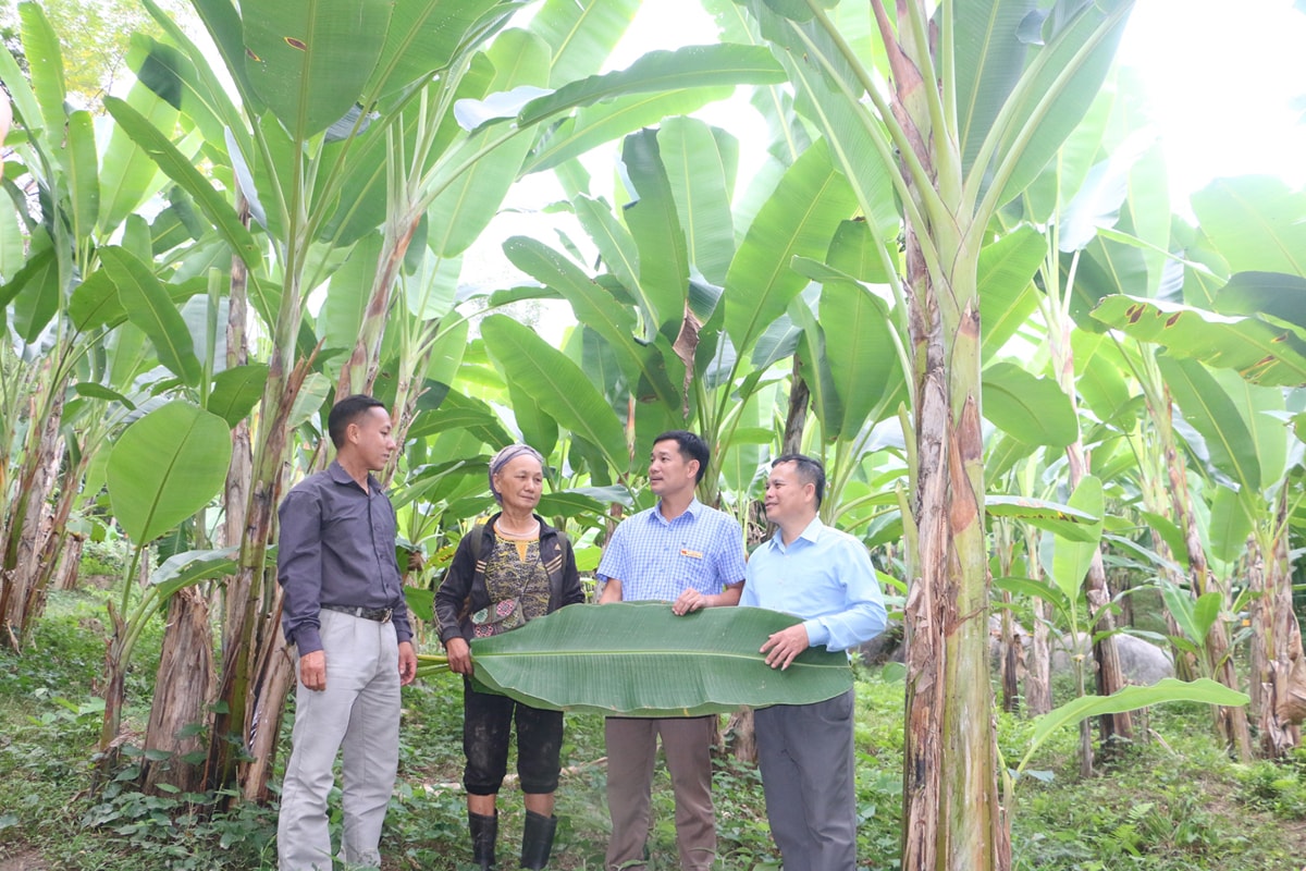 Trưởng bản Lưu Thông, xã Lưu Kiền (Tương Dương) trao đổi về mô hình trồng chuối lấy lá đang được nhân rộng tại bản. Ảnh: K.L