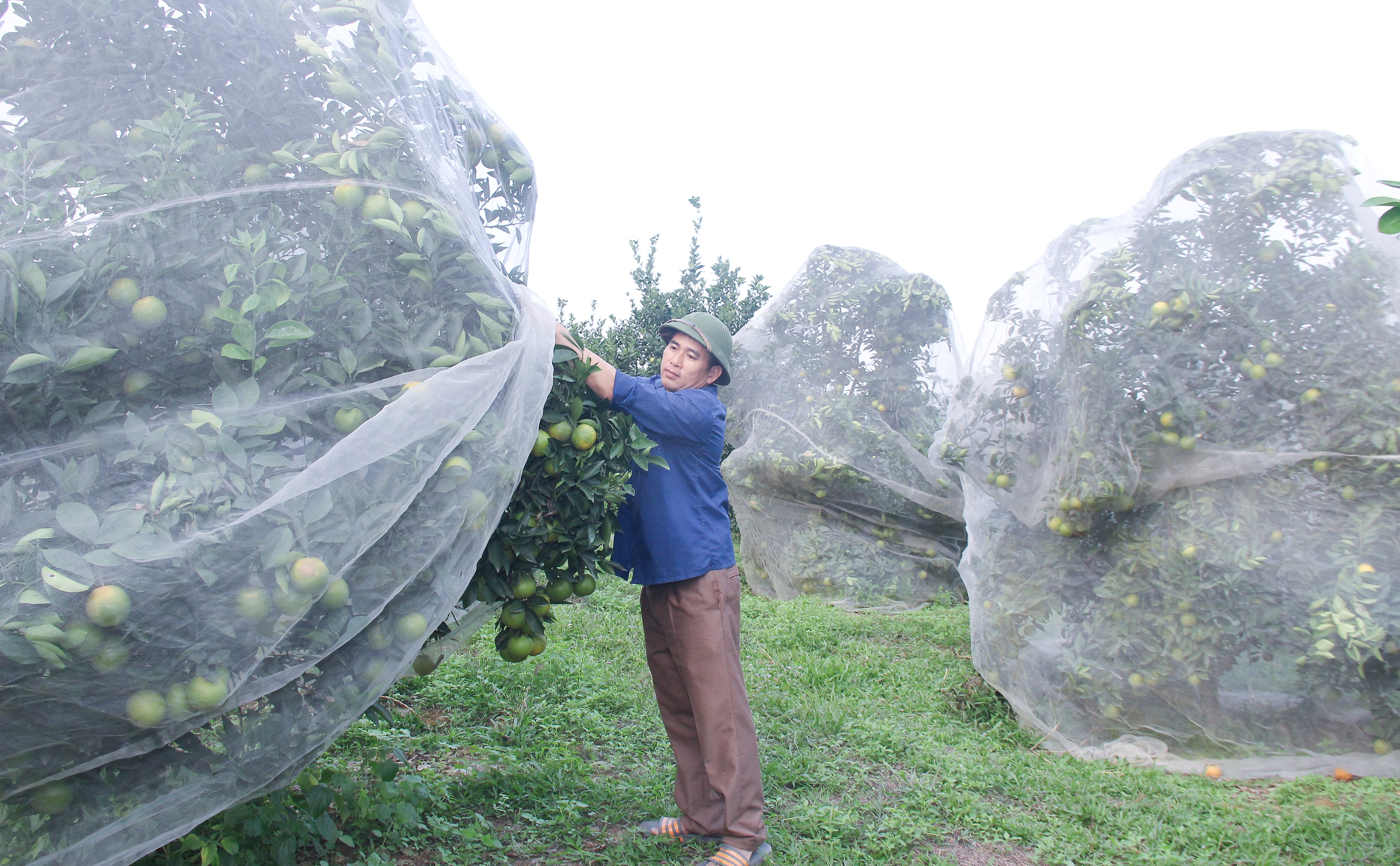 bna-cam-huu-co-phu-man-tai-trang-trai-cam-ngoc-huong-dang-dem-lai-hieu-qua-kinh-te-cao-anh-mai-hoa-2457.jpg