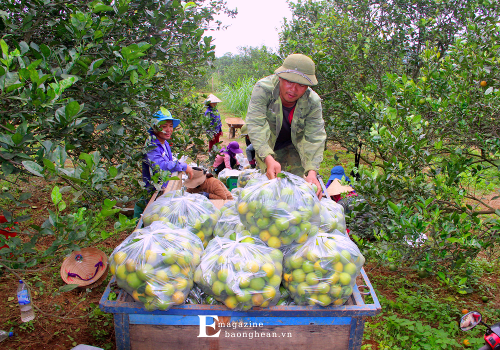Các thương lái đến tận vườn để nhập cam Vinh. Ảnh: Quang An