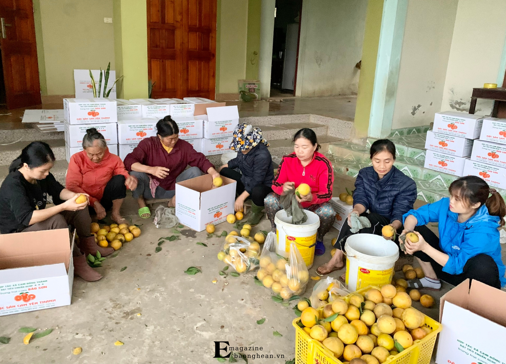 Mùa thu hoạch cam Yên Thành. Ảnh: Phú Hương