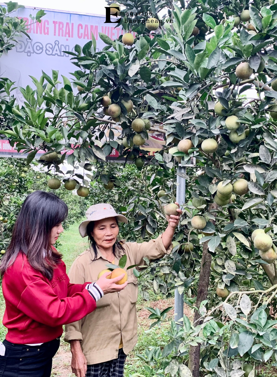 Cán bộ Trung tâm Dịch vụ nông nghiệp huyện Yên Thành kiểm tra tình hình phát triển của cam Đồng Thành. Ảnh: Phú Hương