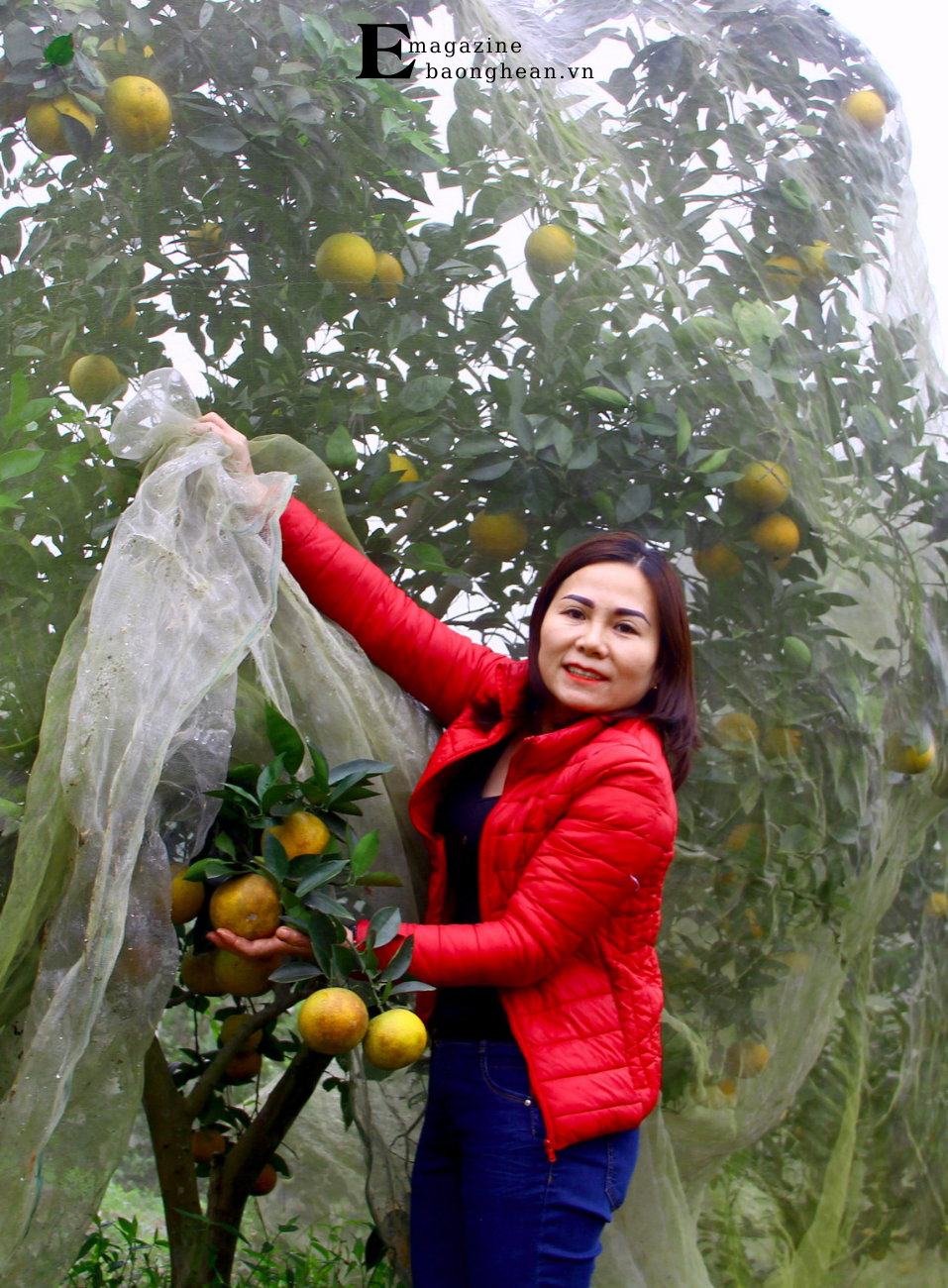 Cam mắc màn phòng trừ sâu bệnh tại xã Thanh Đức, huyện Thanh Chương. Ảnh: Quang An