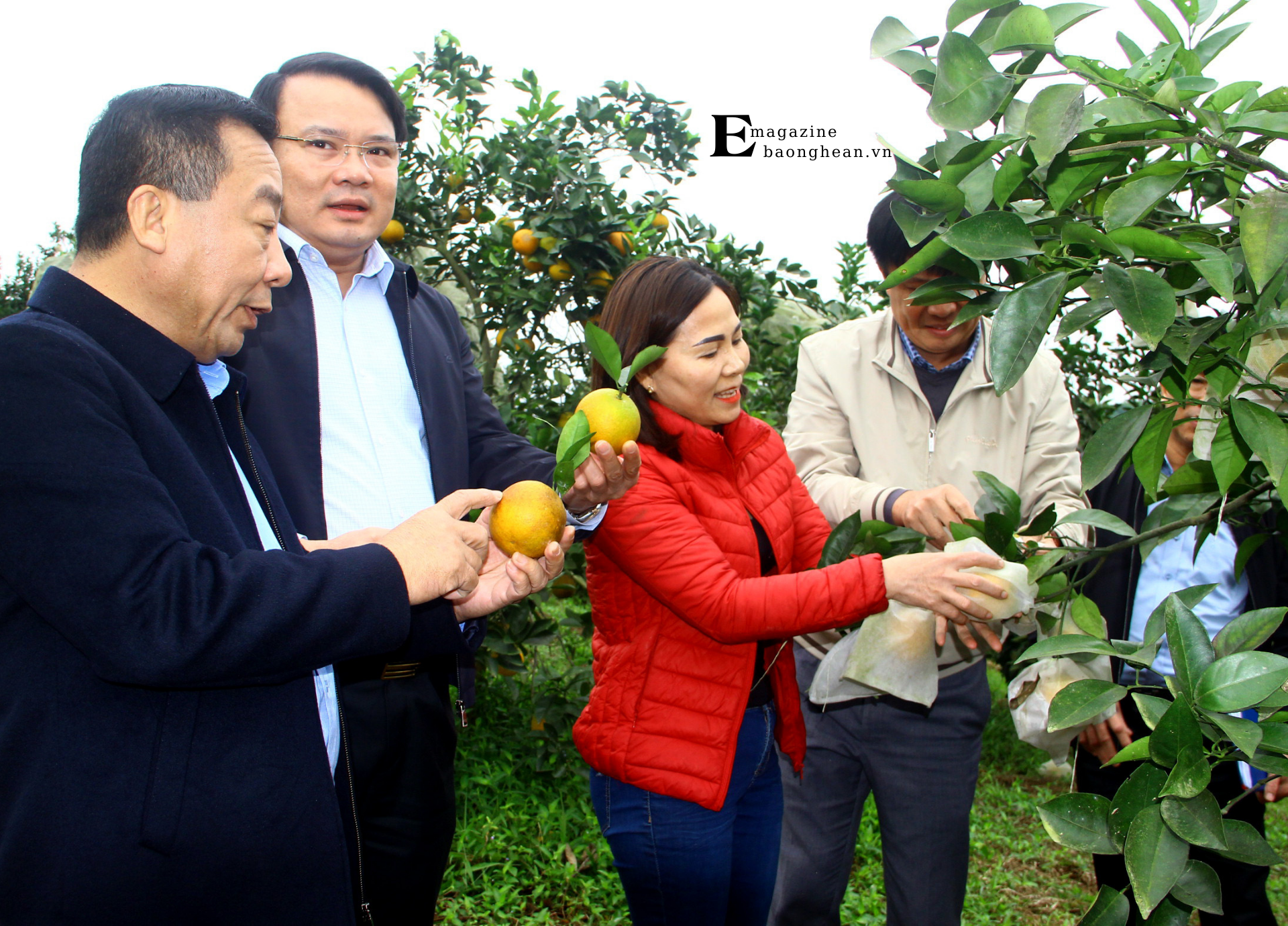 Lãnh đạo tỉnh thăm vườn cam hữu cơ tại xã Thanh Đức, huyện Thanh Chương. Ảnh: Quang An