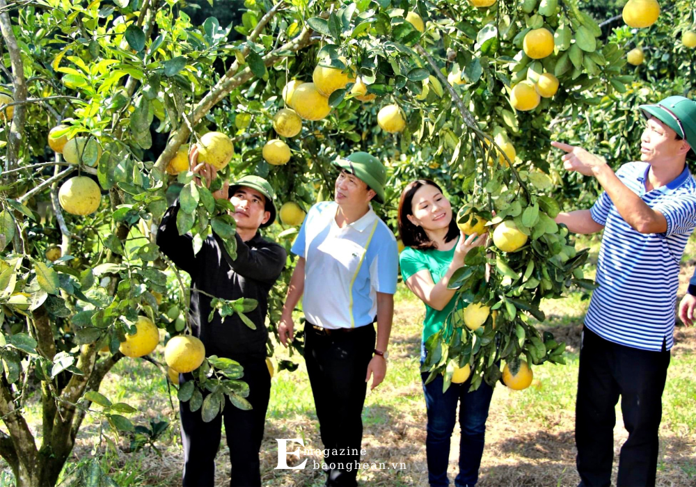 Lãnh đạo huyện Thanh Chương kiểm tra vườn cam hữu cơ tại xã Thanh Đức. Ảnh: Phú Hương