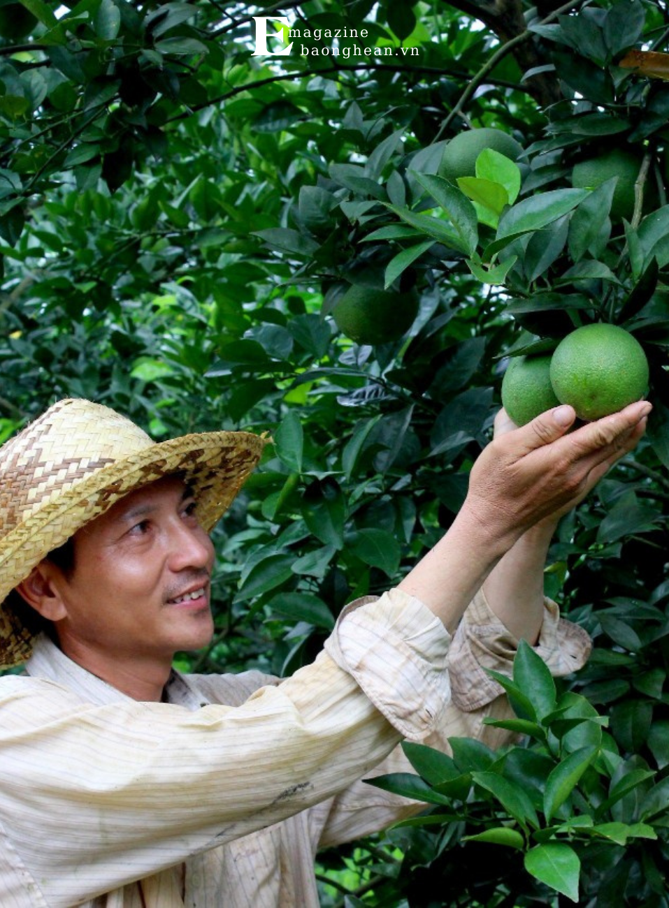 Người dân mong muốn diện tích đất trồng lại cam phải được khử sạch mầm bệnh. Ảnh: Quang An