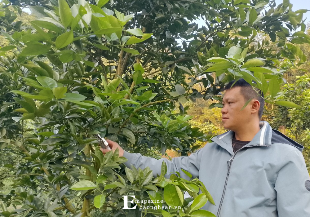 Anh Ngô Anh Đức là hộ dân quyết tâm trồng lại cam tại xã Tân Phú, huyện Tân Kỳ sau lần thất bại. Ảnh: Quang An