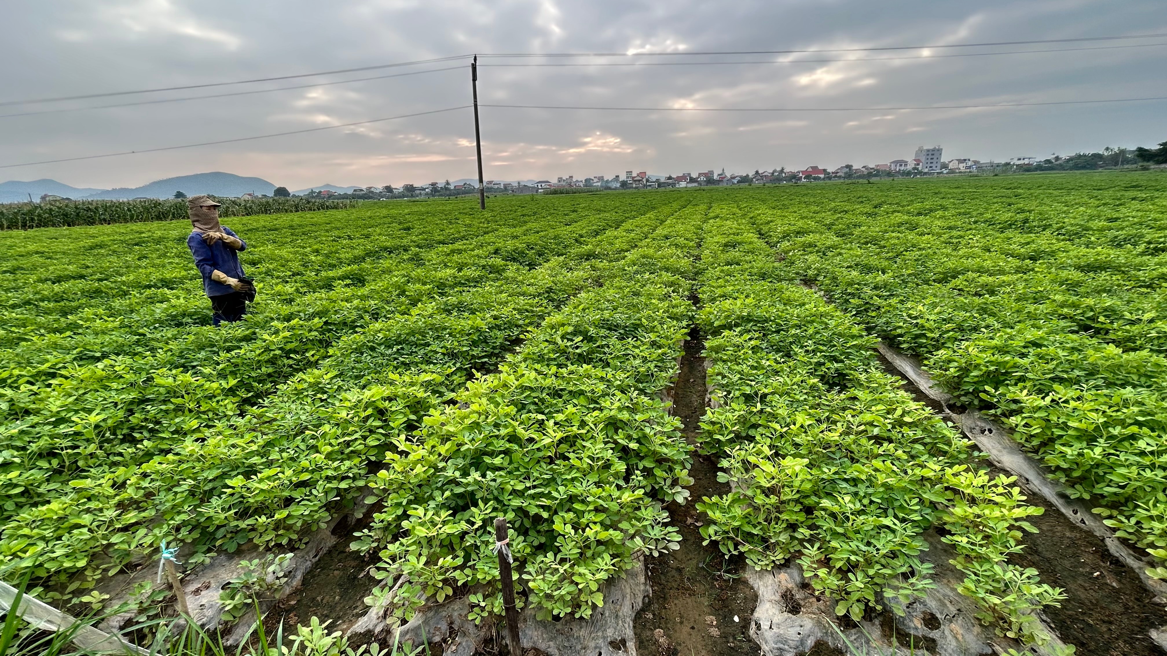 canh-dong-lac-o-dien-thanh-dien-chau-tran-chau-4019.jpeg