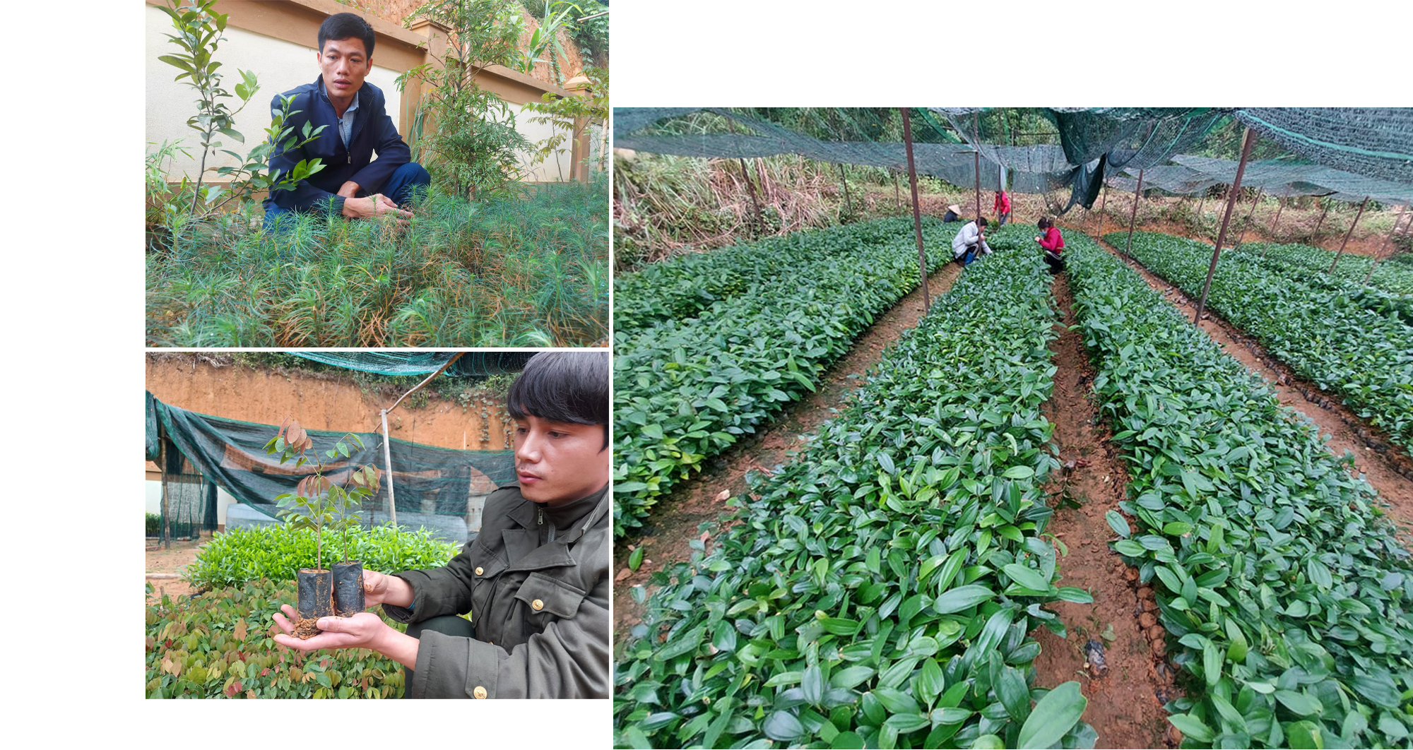 Ở Khu BTTN Pù Hoạt trong những năm qua đã tổ chức nghiên cứu ươm tạo giống cây bản địa của địa phương. Trong ảnh là những giống cây quế Quỳ, sa mu.