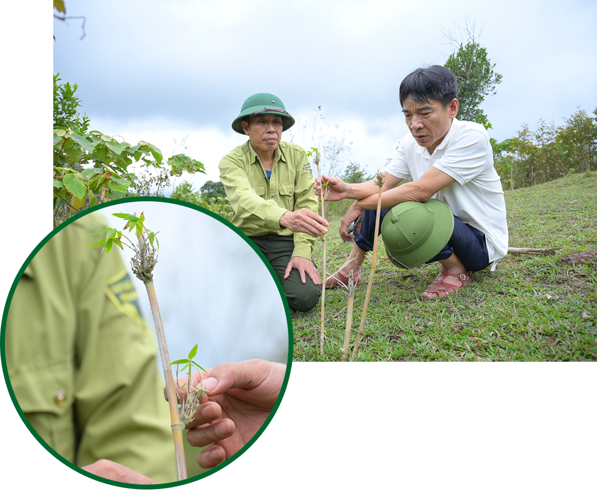 P.V Báo Nghệ An và Trưởng phòng Khoa học kỹ thuật, Ban Quản lý rừng phòng hộ Tương Dương Dương Văn Chuẩn bên một cây mét giống còn sót lại.