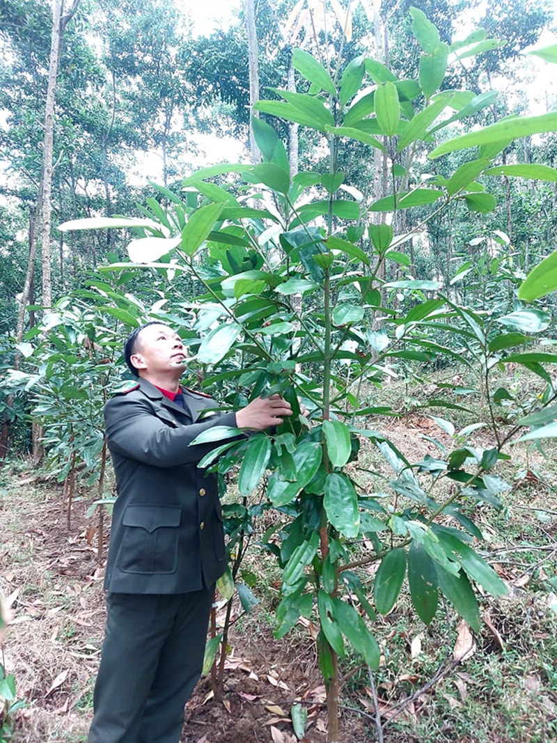Vườn cây quế Quỳ do Khu BTTN Pù Hoạt trồng.