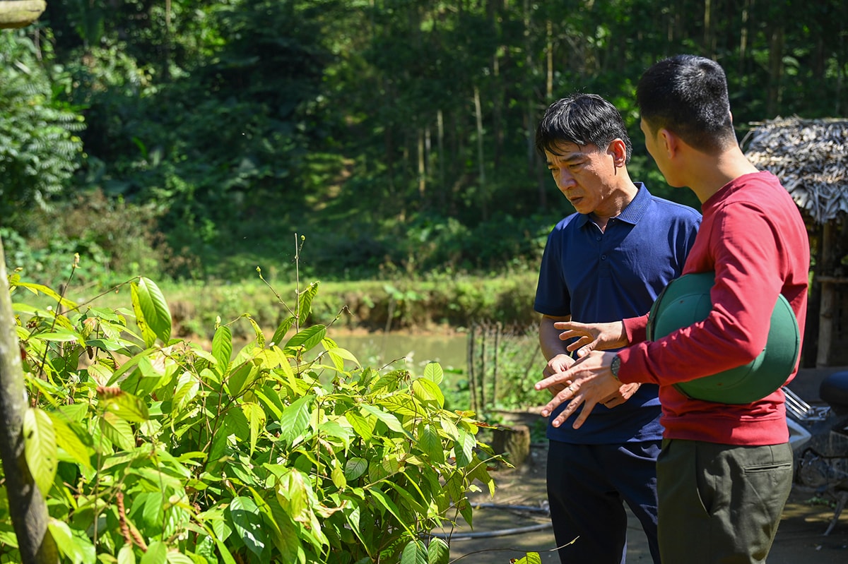Vườn dưỡng cây giống chò chỉ của Ban Quản lý Khu Bảo tồn thiên nhiên Pù Huống tại thung lũng Piêng Lắc.