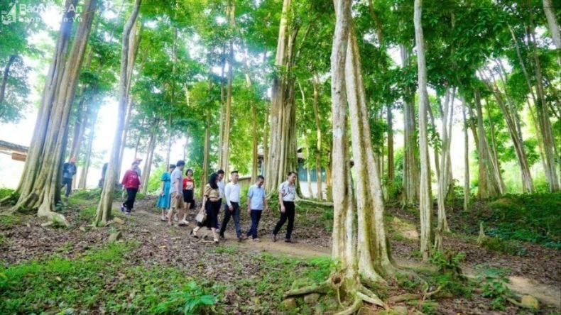 xã Yên Hòa, tương dương có cánh rừng săng lẻ tuyệt đẹp, là điểm du lịch sinh thái hấp dẫn. Anh dinh tuyen1.jpg