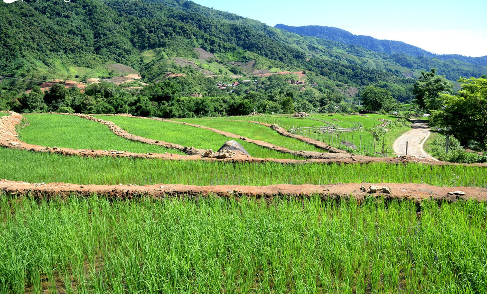 Cánh đồng lúa nước bậc thang ở Na Ngoi. Ảnh tư liệu: Xuân Hoàng