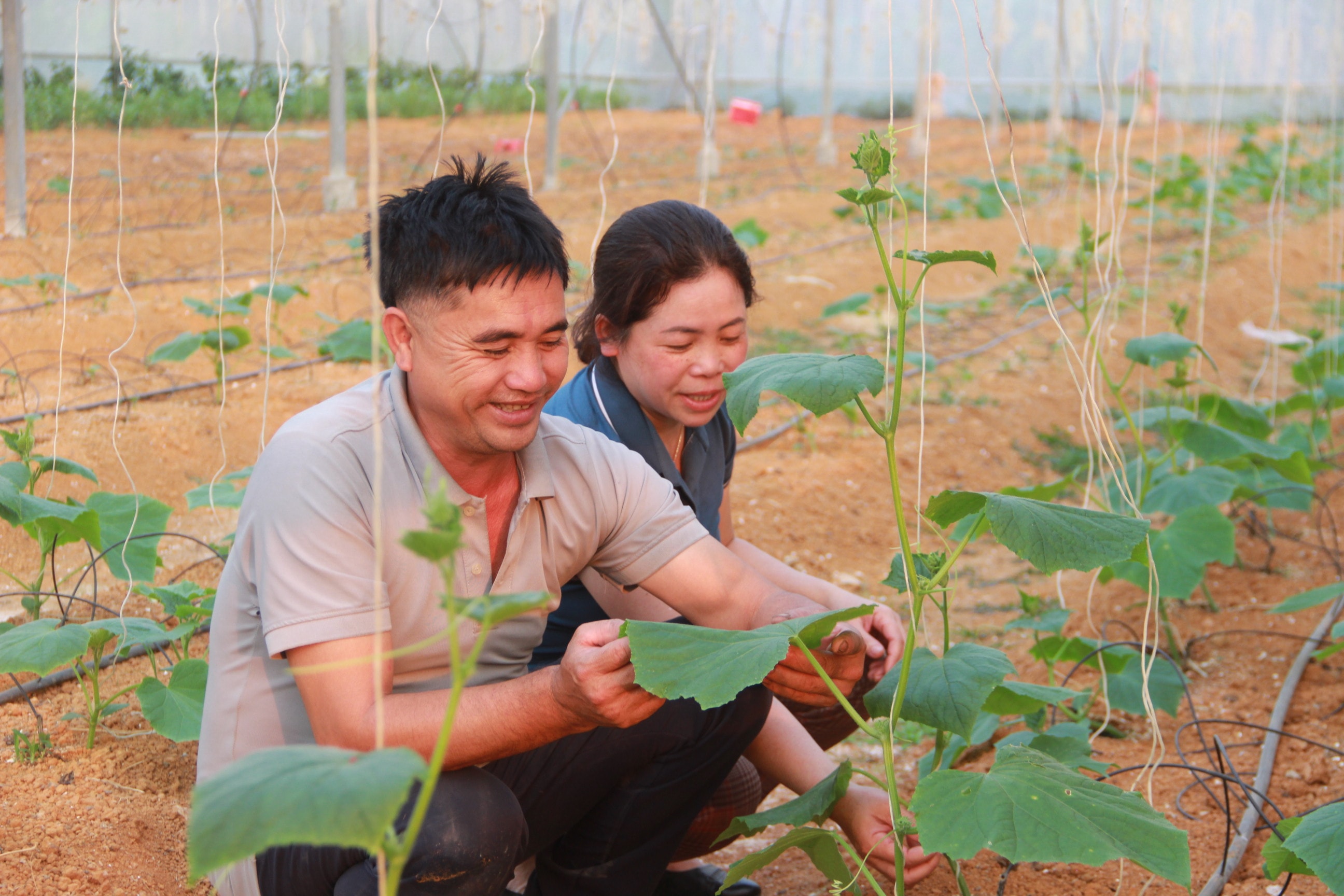 bna_Anh Phạm Văn Ba cho biết vụ xuân hè này trồng dưa lưới trong nhà lưới thường cho hiệu quả cao. Ảnh X.Hoàng.JPG