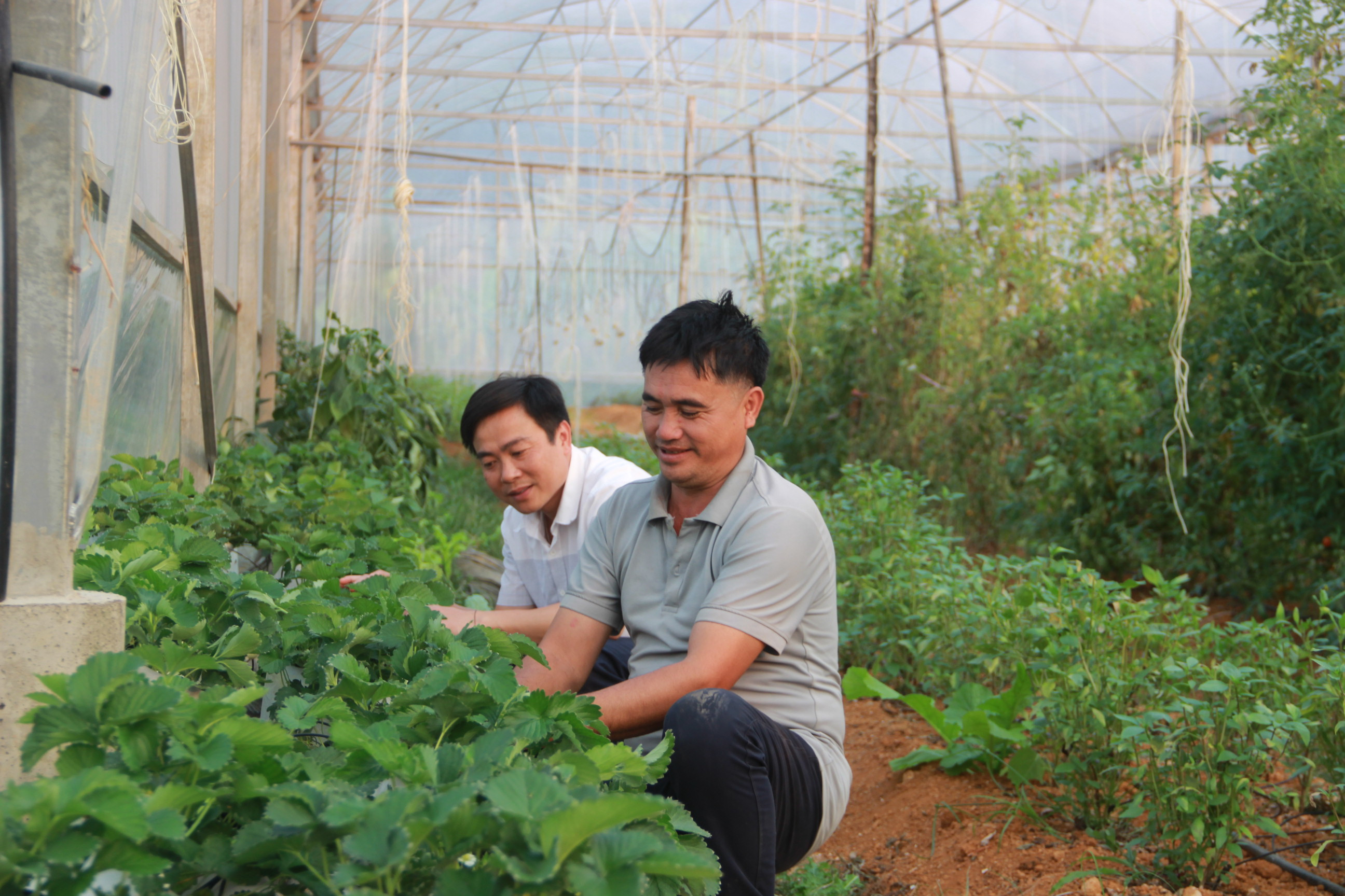 bna_Anh Phạm Văn Ba kiểm tra cây dâu tây trồng thử nghiệm trong nhà lưới. Ảnh Quang An.JPG