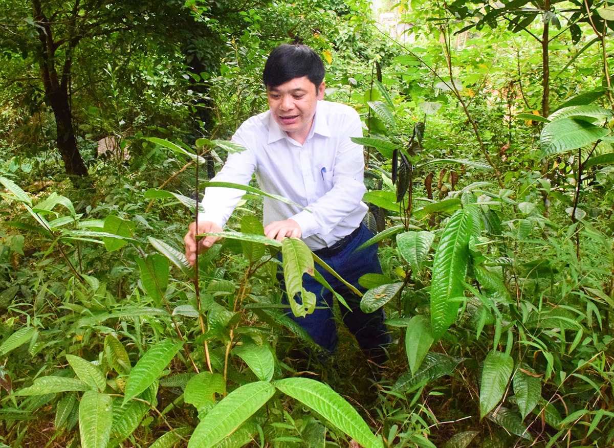 Anh Hà Minh Tuấn ở xã Châu Kim, huyện Quế Phong chăm sóc cây chè hoa vàng dưới tán rừng. Ảnh: Xuân Hoàng