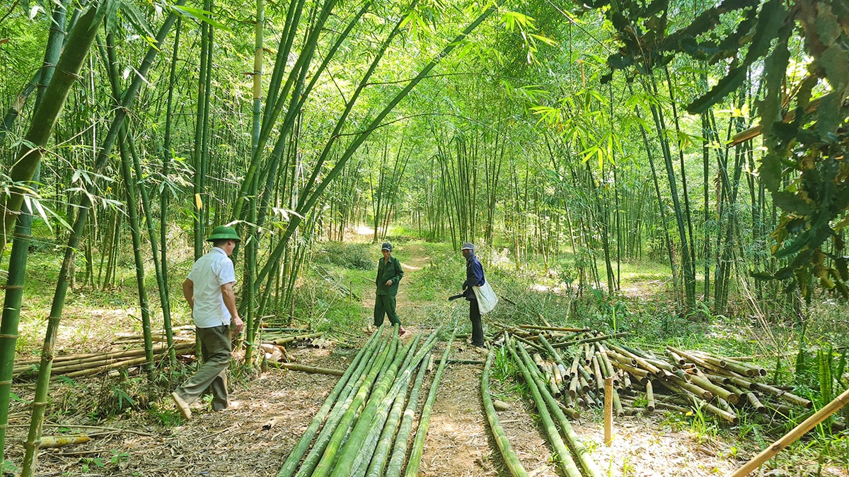 Người dân xã Tam Quang Tương Dương trồng xen canh cây mét dưới tán rừng. Ảnh: Hoài Thu