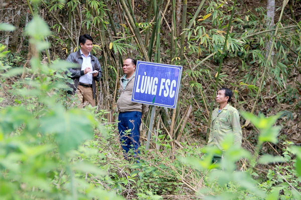 Rừng lùng của xã Đồng Văn, huyện Quế Phong đã được cấp chứng chỉ FSC. Ảnh: Quang An
