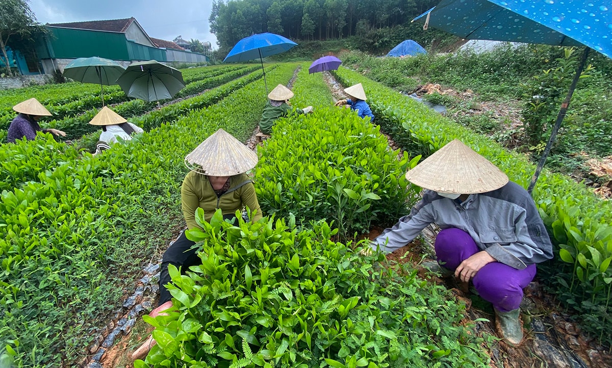 Sản xuất cây giống lâm nghiệp ở xã Tân Hương (Tân Kỳ). Ảnh: Xuân Hoàng
