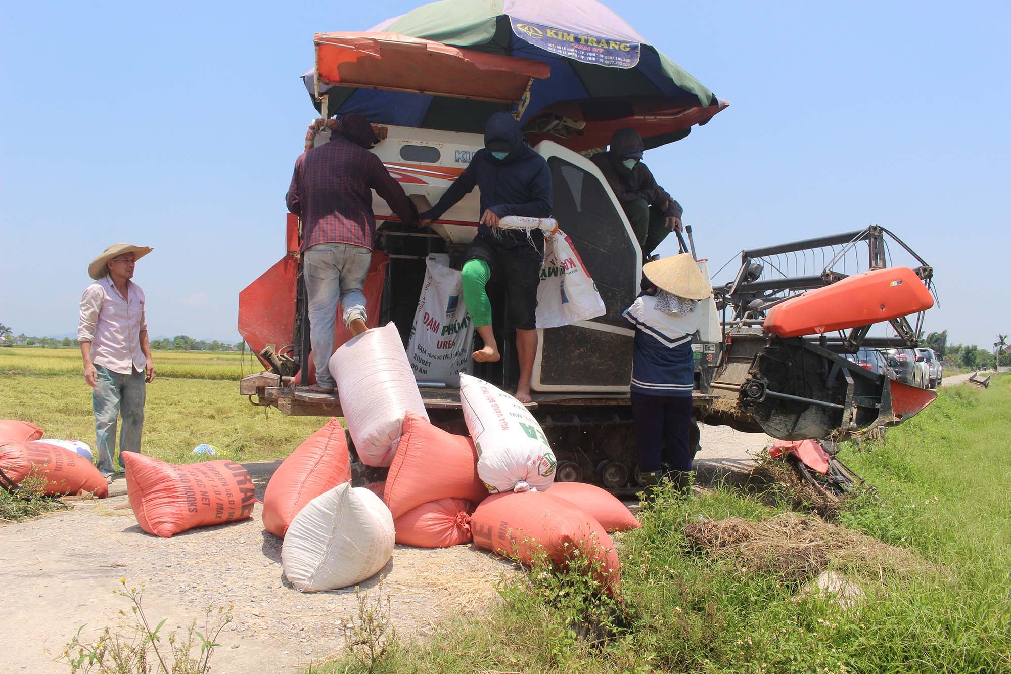 bna_ thu hoạch. Ảnh- Phú Hương.jpg