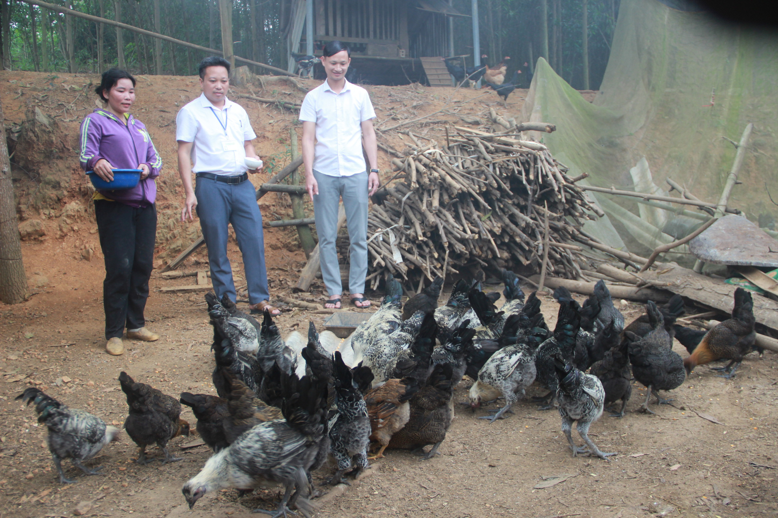 bna_Mô hình gà đen tại xã Nghĩa Phúc huyện Tân Kỳ phát huy hiệu quả kinh tế ảnh Quang An.JPG