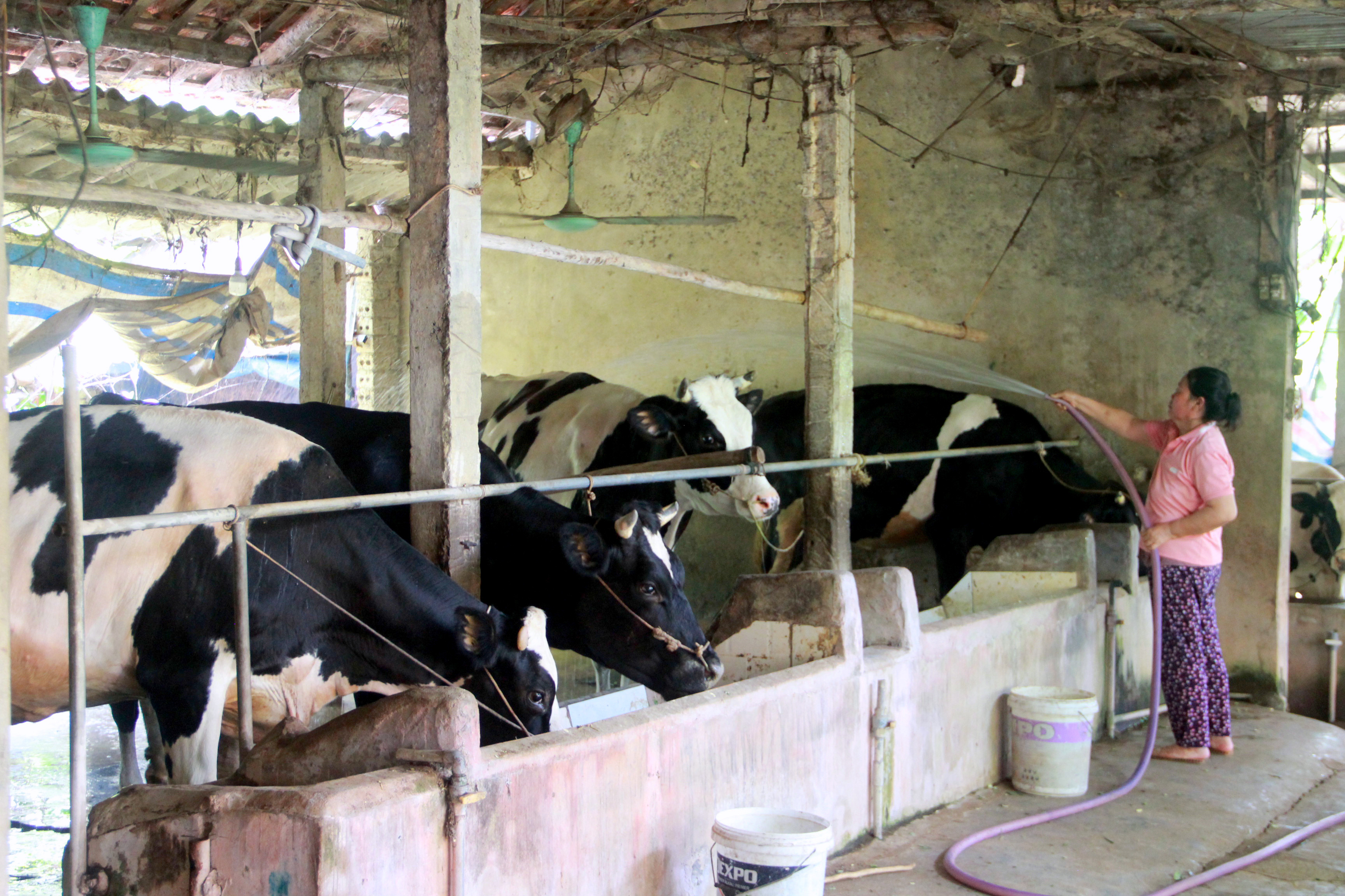bna_Bò sữa được người dân chăm sóc cẩn thận trong mùa nắng nóng ảnh Quang An.jpg