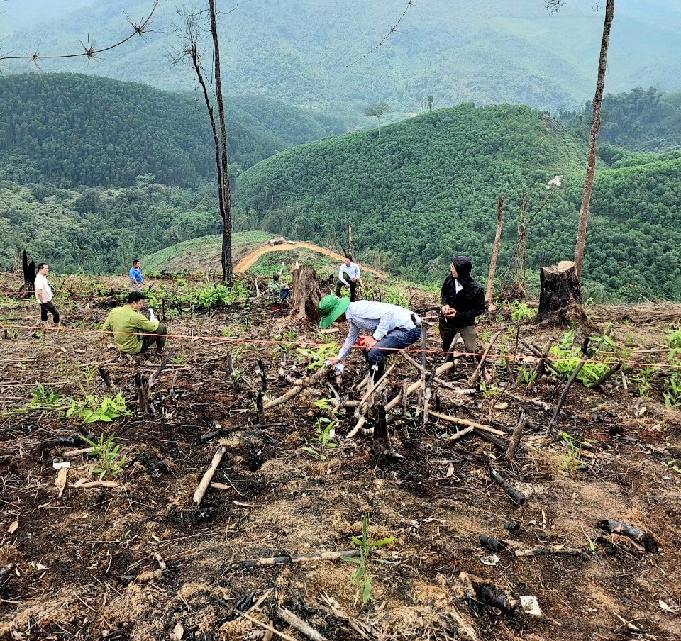 bna_phá rừng 2. CTV.jpg