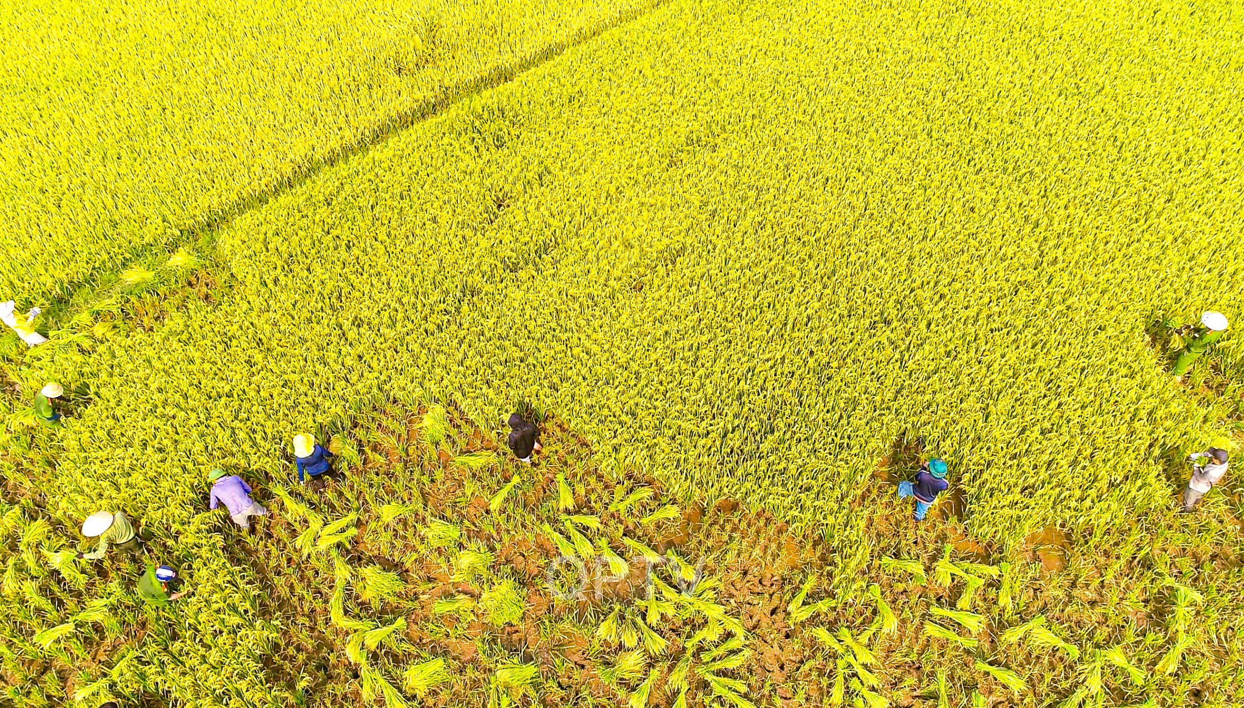 Các đoàn thể, đơn vị huyện Quế Phong giúp người dân xã Mường Nọc gặt lúa vụ xuân 2024 ảnh cơ sở cung cấp...jpg