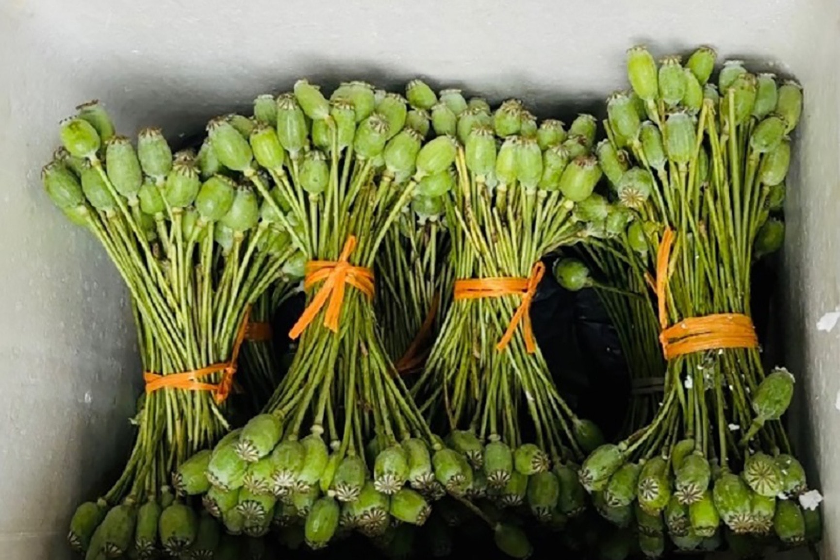 Vận chuyển quả thuốc phiện tươi có bị phạt tù không?