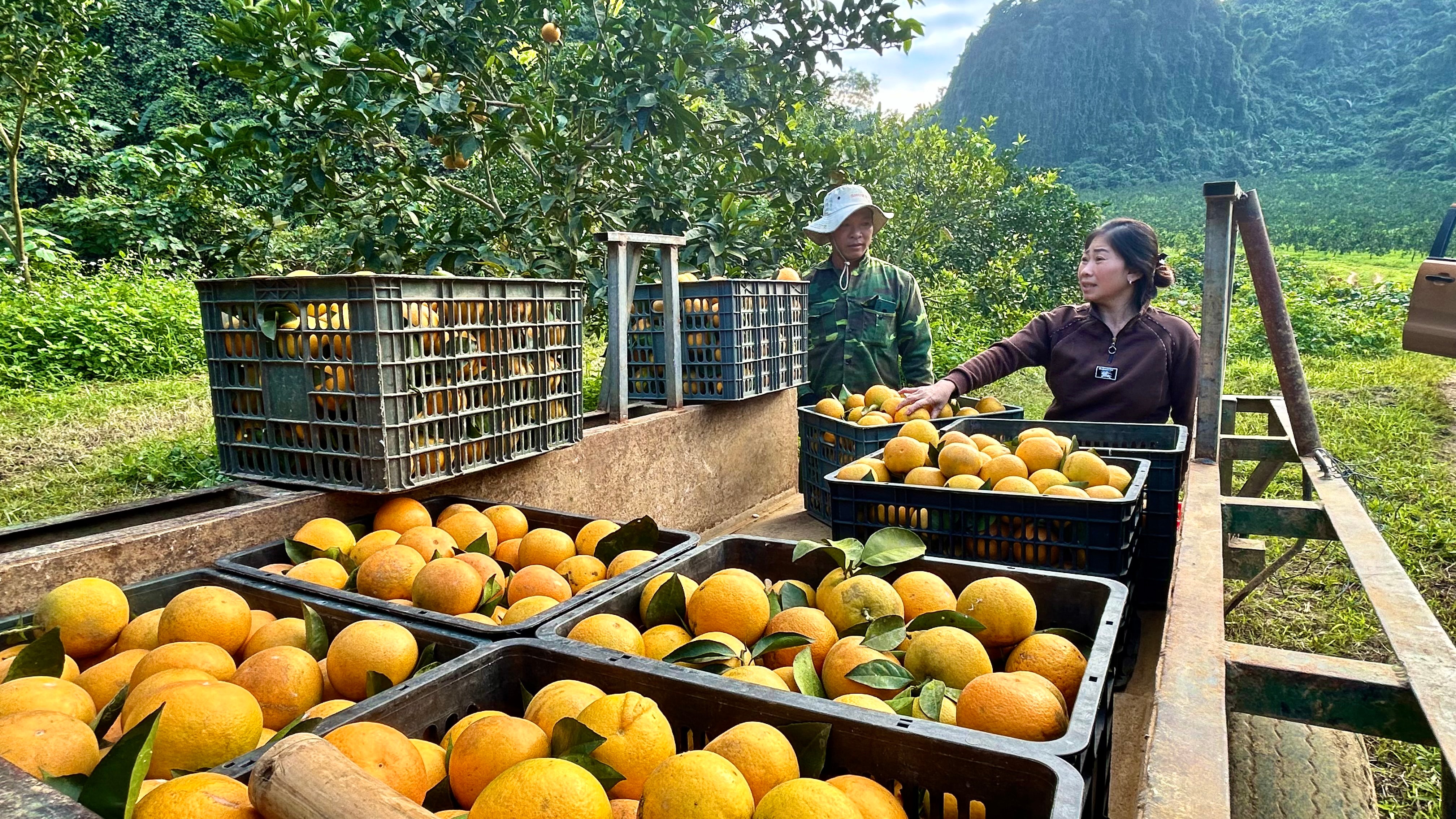 Trang trại cam Xã Đoài  ở Thung Bừng (xã Môn Sơn, huyện Con Cuông) được Vietnam Airlines đặt mua . Ảnh Hoàng Châu (3).jpeg