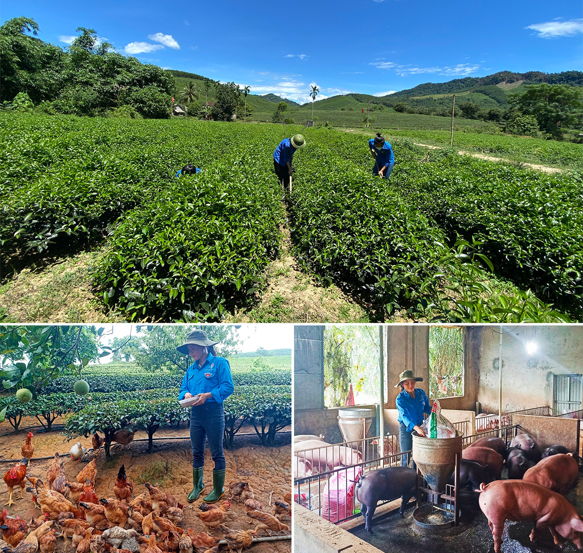 Chăn nuôi và trồng trọt ở Tổng đội TNXP 5 Thanh Chương.