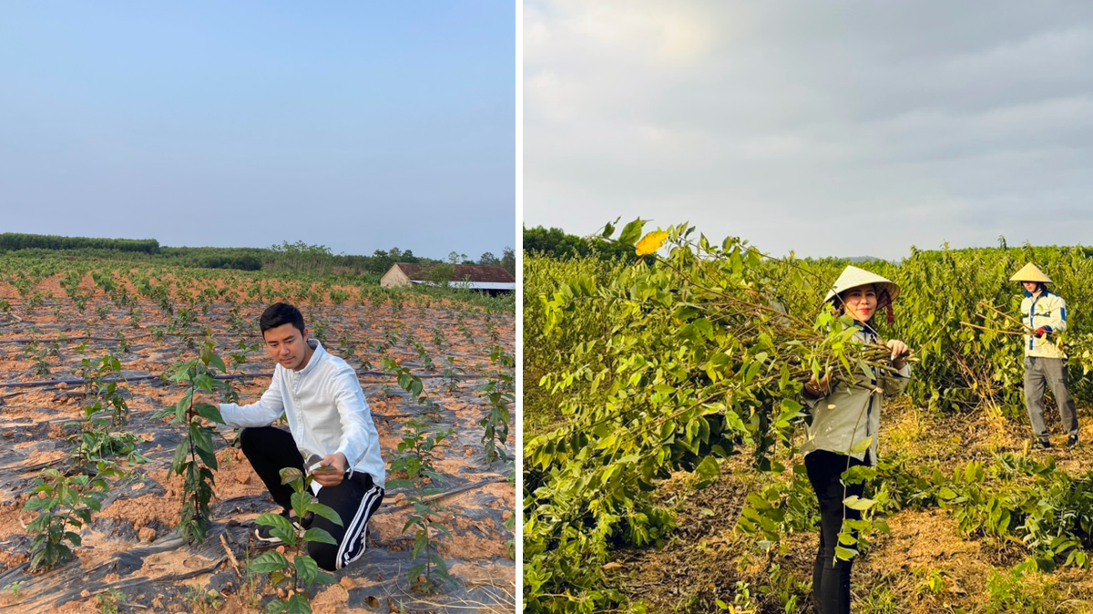 Để tạo tính bền vững cho kinh doanh, mô hình đã xây dựng vườn ươm các giống cây dược liệu để phục vụ nguyên liệu cho quá trình sản xuất.