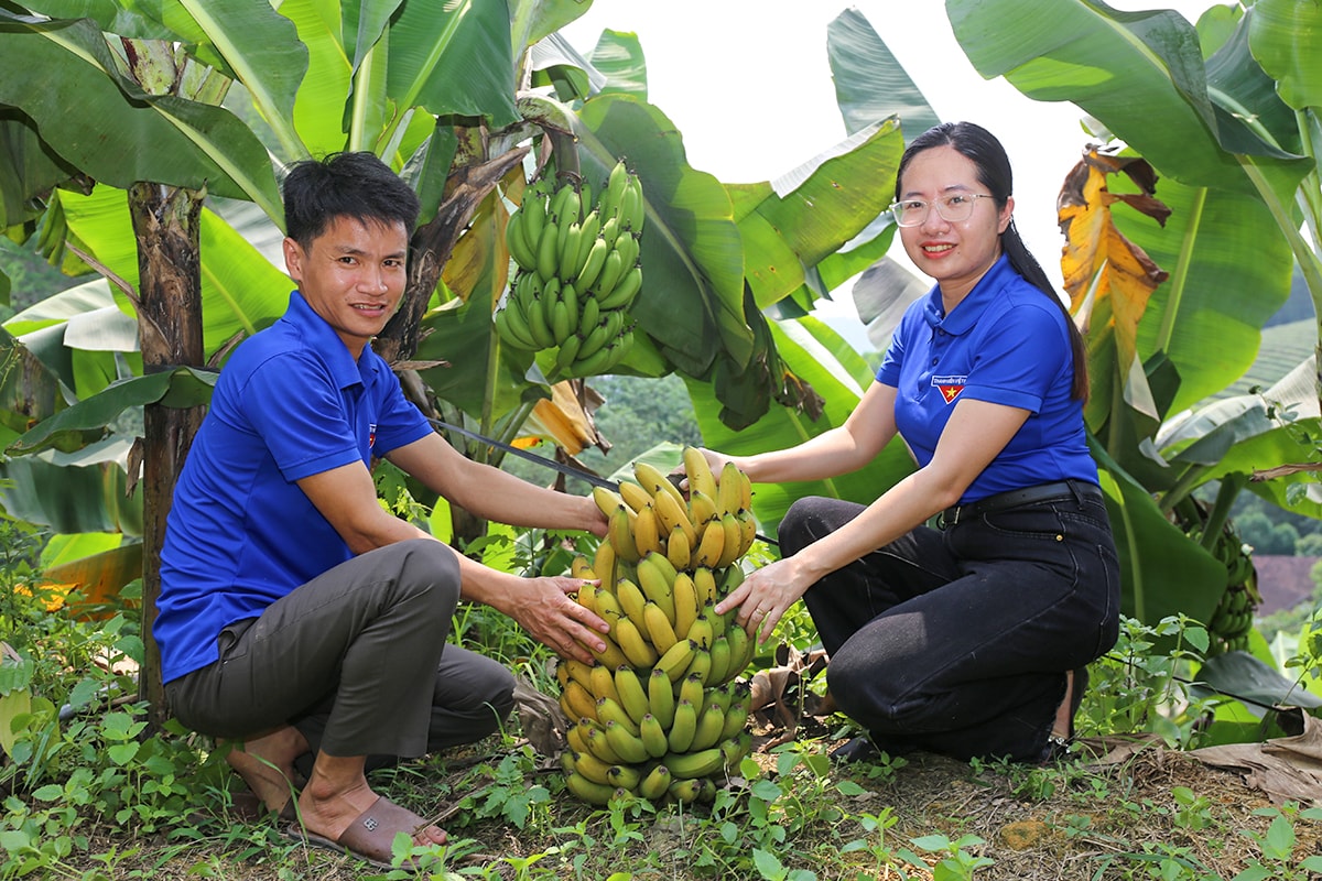 Mô hình trồng giống chuối Nam Mỹ tại xã biên giới Phúc Sơn, huyện Anh Sơn của anh Nguyễn Đình Hạnh (SN 1988).