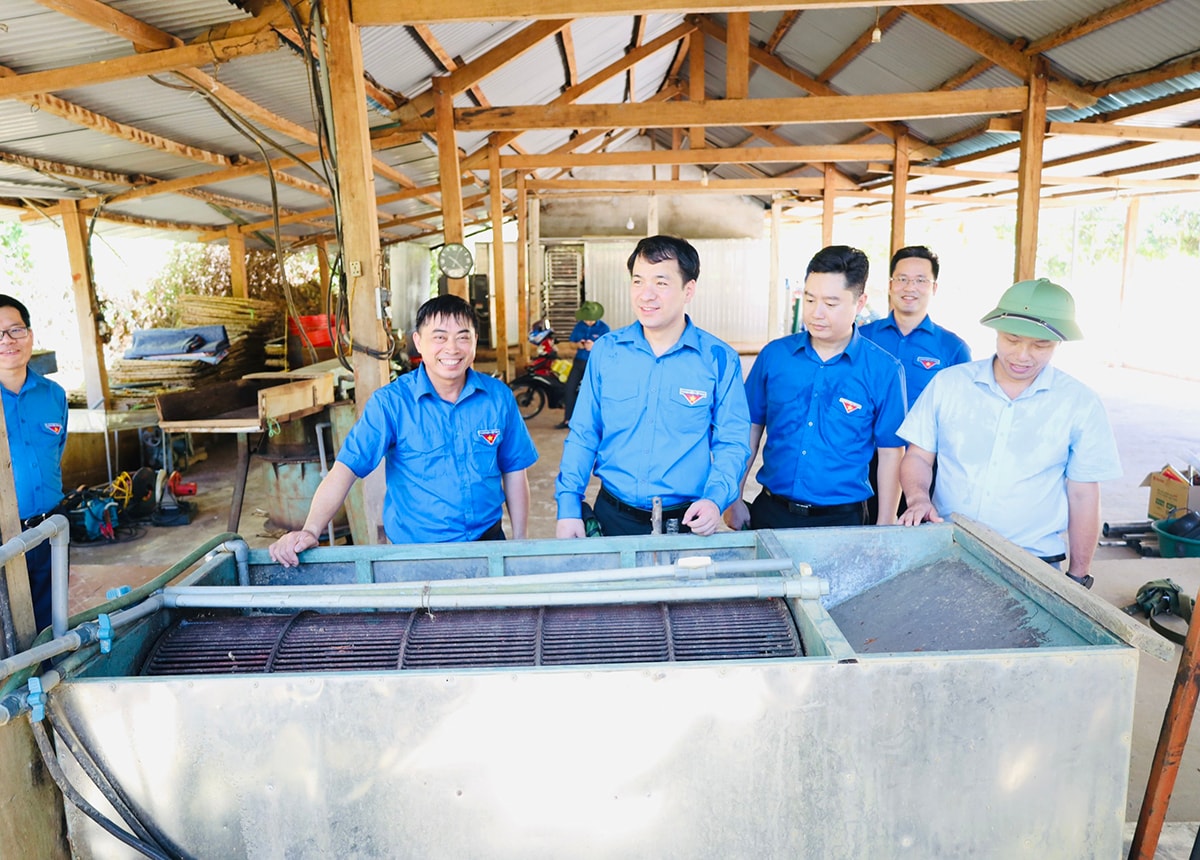 Tổng đội TNXP 9 tổ chức thu mua, chế biến và tiêu thụ hết sản phẩm củ nghệ tươi cho người dân.