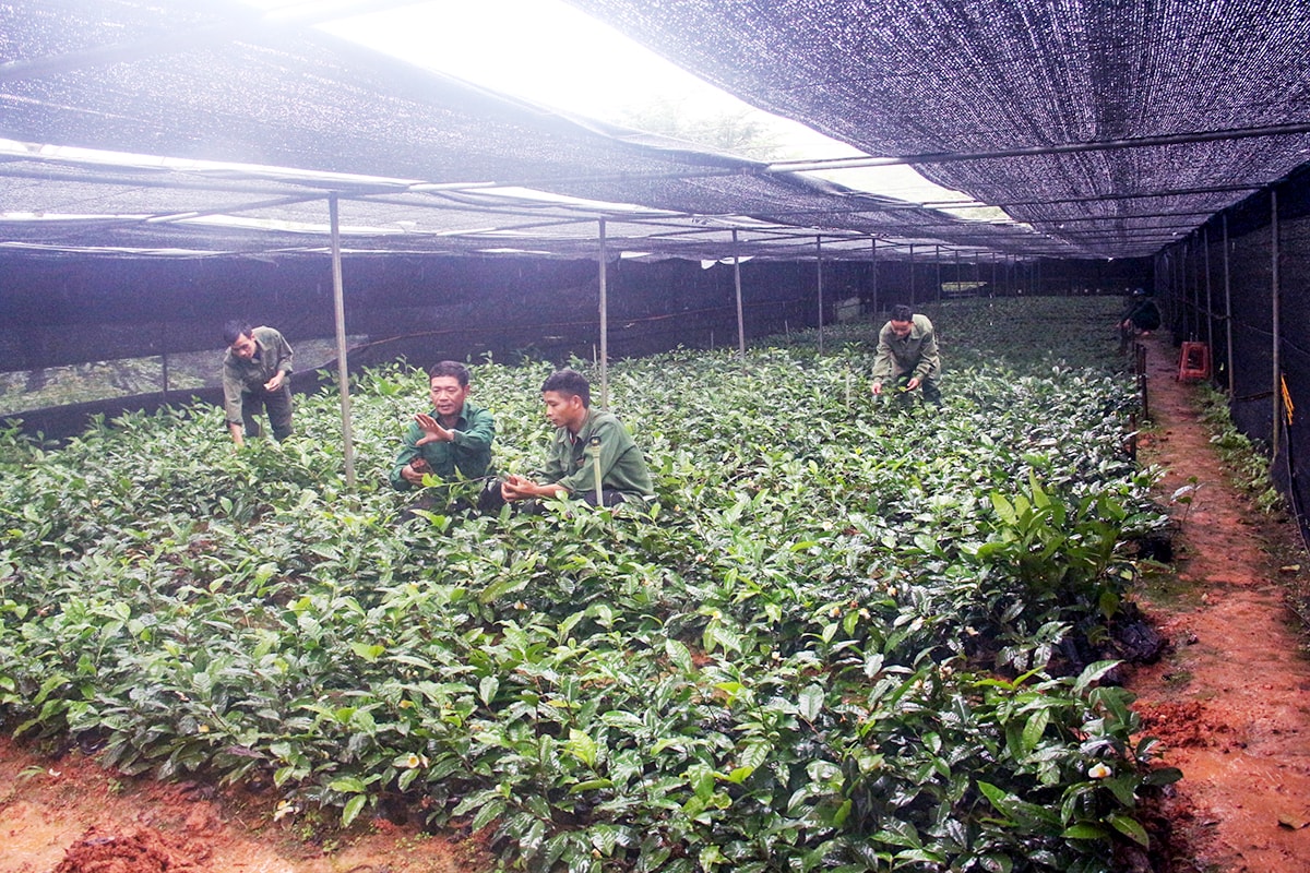 Ươm giống chè Shan tuyết tại Tổng đội TNXP 10.