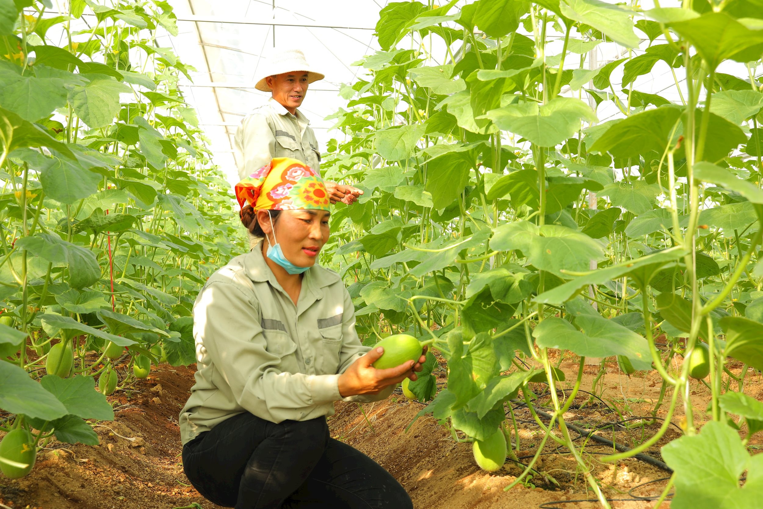 Ứng dụng công nghệ phát triển dưa lưới OCOP trong nhà màng ở xã Nghĩa An, huyện Nghĩa Đàn. Trong ảnh, gia đình anh Lê Văn Lam ở xã Nghĩa An có 2.000m2 nhà lưới. Ảnh: Nguyên Nguyên