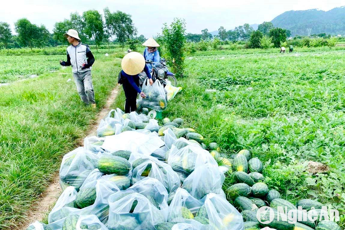 Nông dân Thượng Tân Lộc (Nam Đàn) bán dưa tại ruộng với giá cao. Ảnh: T.P